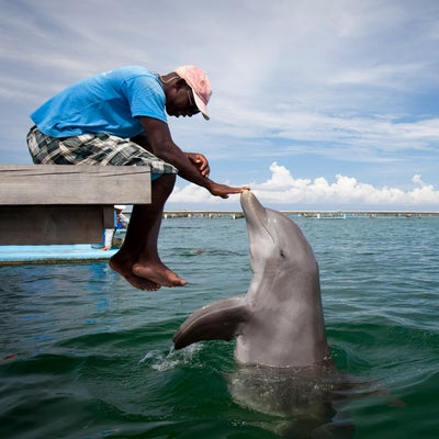 Les Google Pixel vous permettent même de parler aux dauphins !