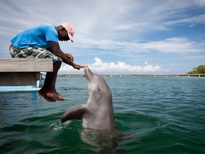 Les Google Pixel vous permettent même de parler aux dauphins !