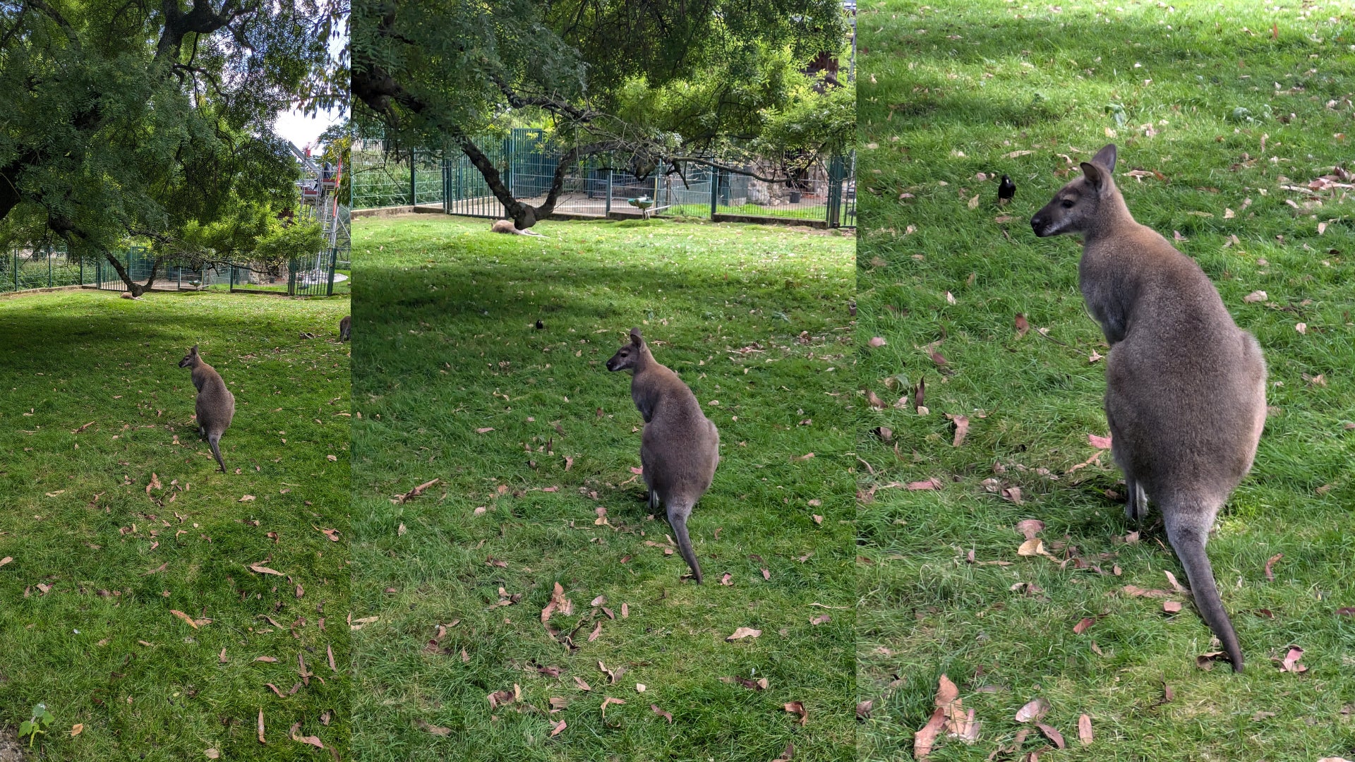 Le zoom du Google Pixel 8a permet un niveau de détails plus que satisfaisant sur des sujets vivants...