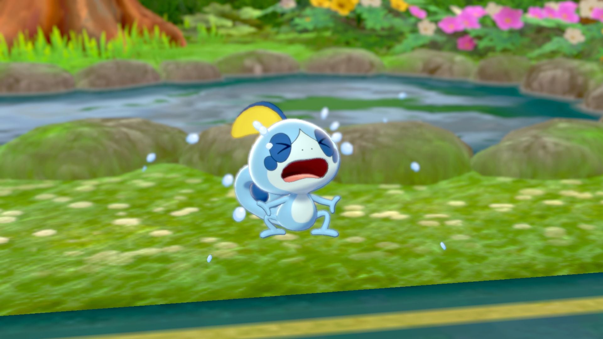 Larméléon, starter de type Eau dans Pokémon Épée et Bouclier.