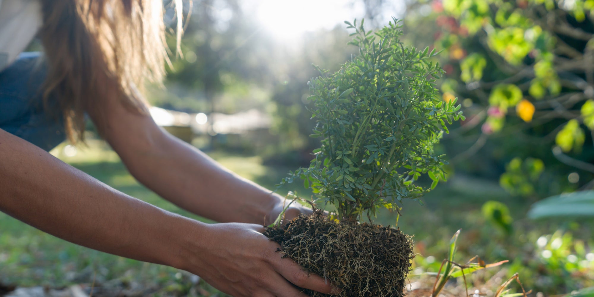 Avec l'option Ecosia chez SFR, un nouvel arbre est planté chaque mois