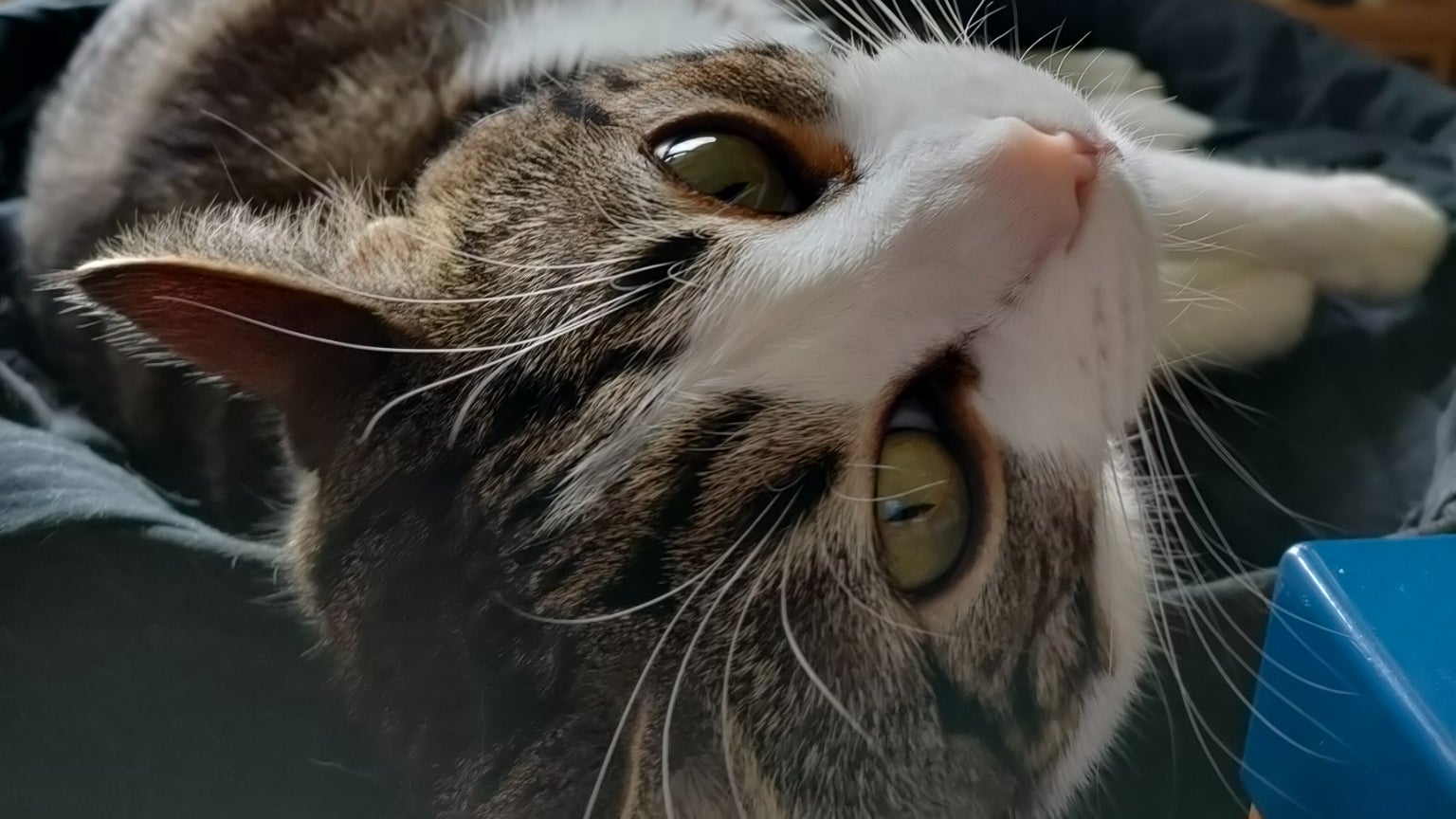 Sauron s'est dit satisfait de la qualité de ses seflies