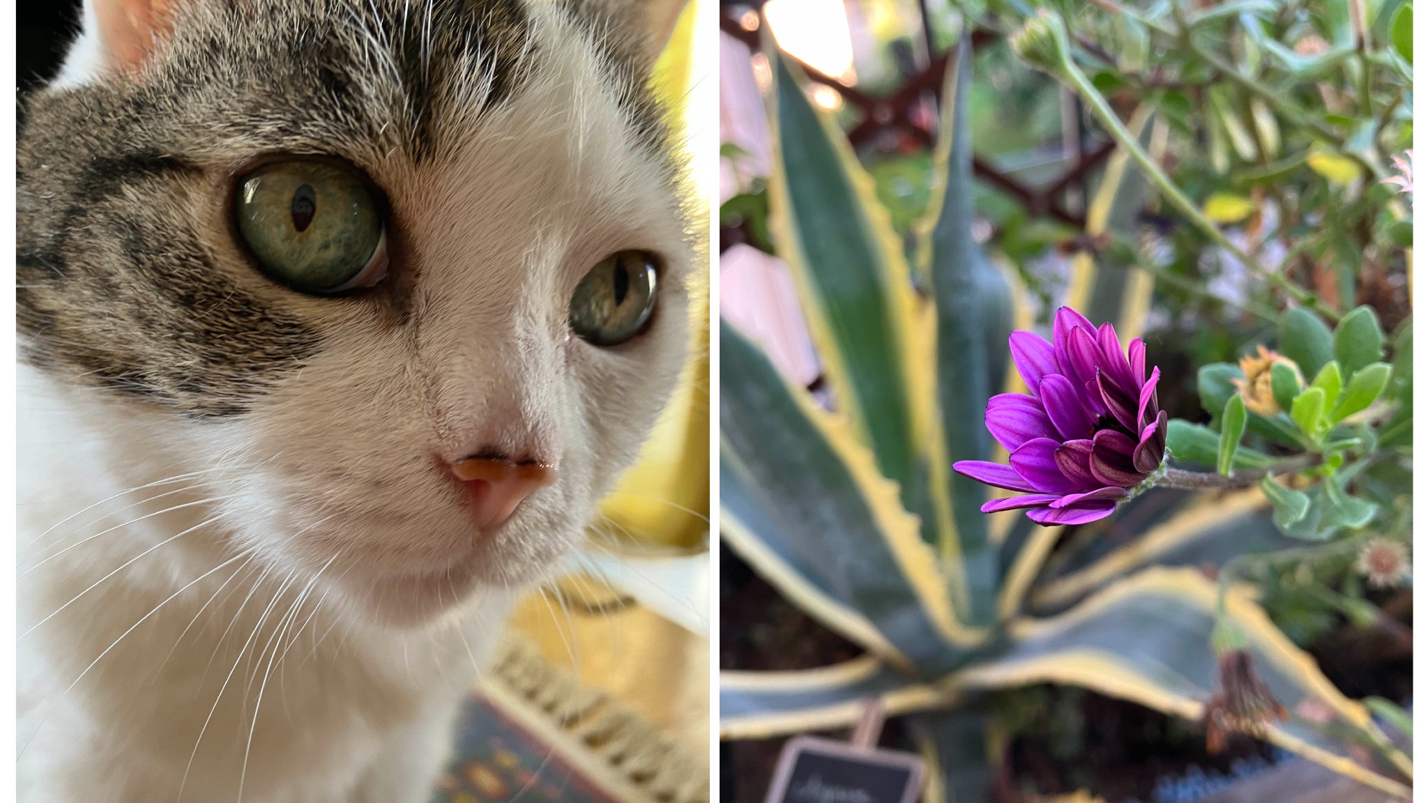 Le niveau de détail a quand même de quoi épater pour ce petit objectif !