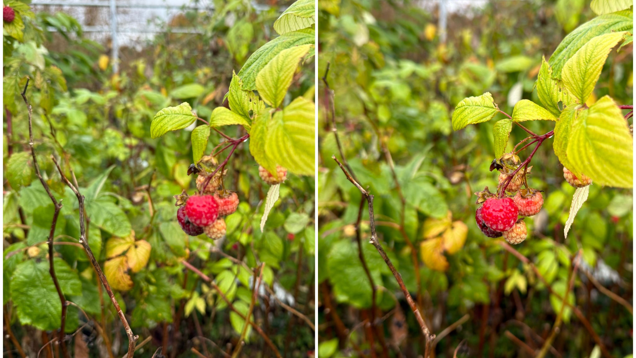 L’iPhone 17 Pro (à droite) fait bien la mise au point sur la framboise, là où l’iPhone 16 Pro (à gauche) s’est un peu perdu dans les feuilles.