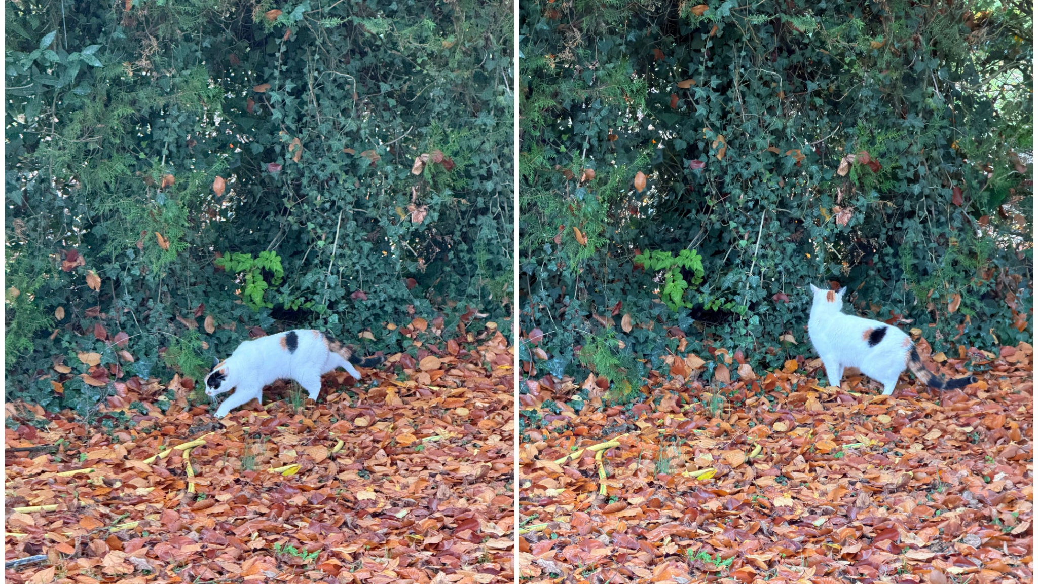 Si ce n’est pour un léger voile sur la photo prise par l’iPhone 16 Pro (à gauche), et évidemment le chat qui a bougé, ces deux clichés paraissent d’aussi bonne qualité...