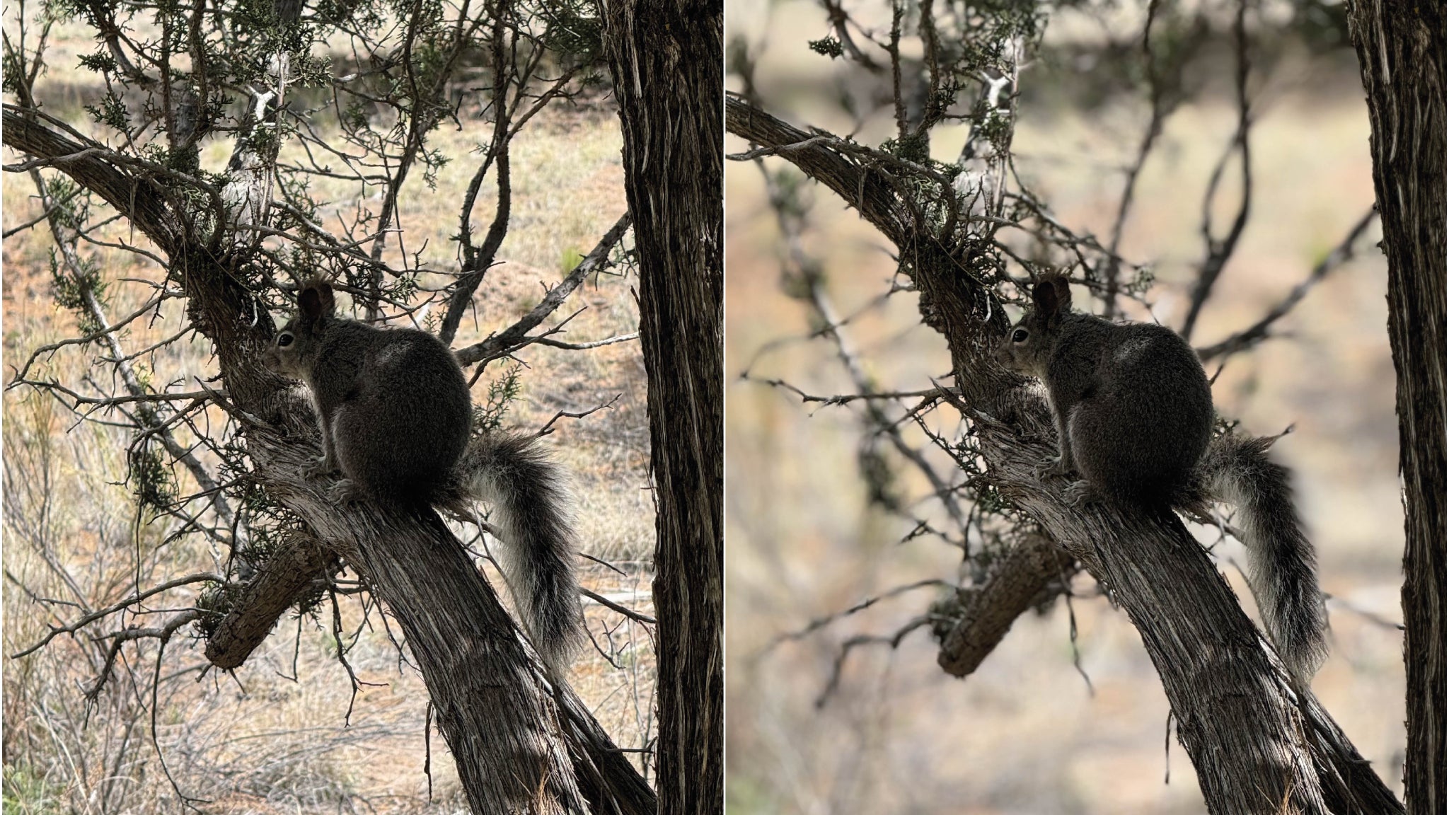 Fonctionnalité impressionnante : il est possible d'activer ou désactiver le mode Portrait (et donc l'effet bokeh) après la prise, à l'édition.