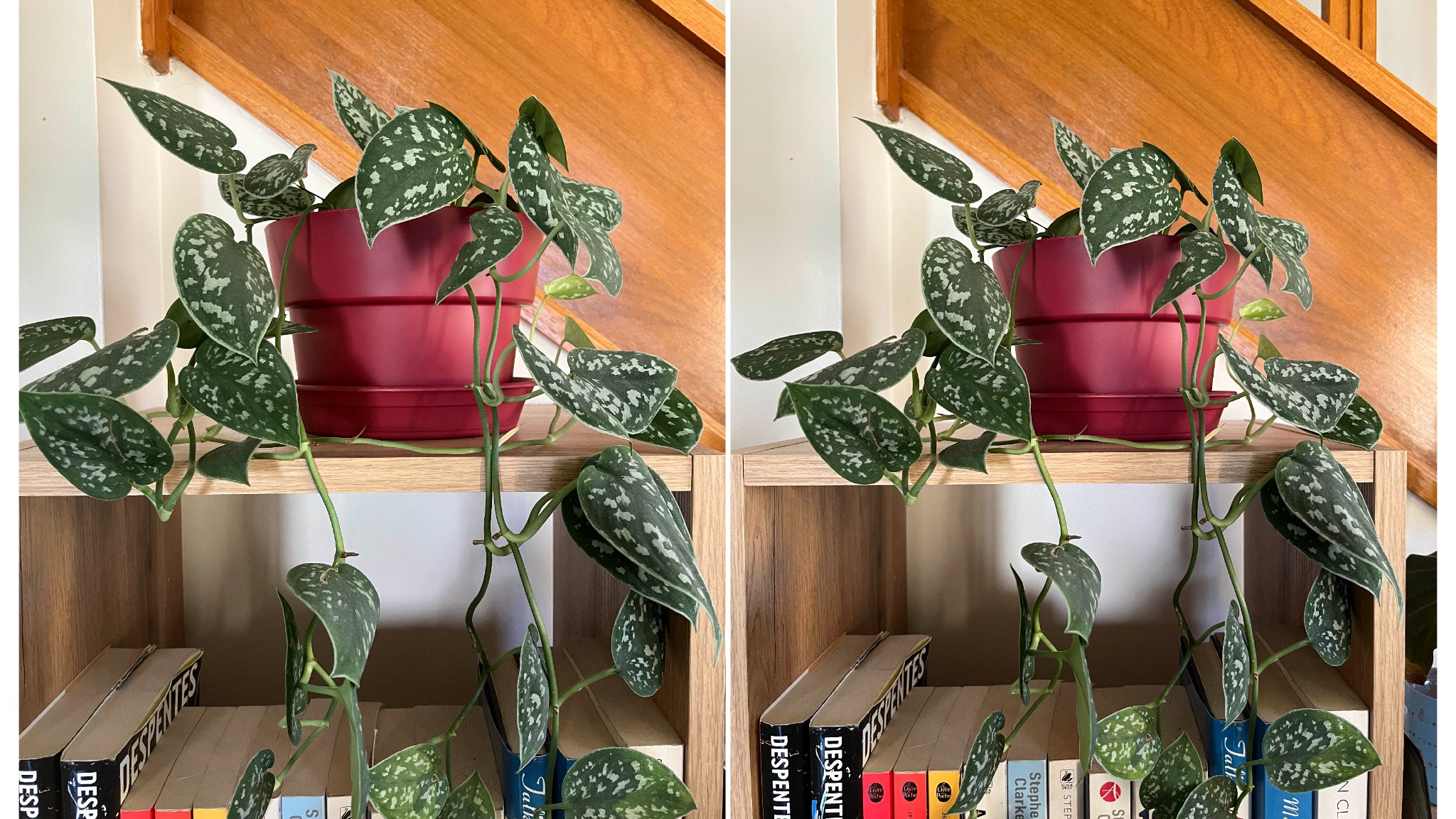 Cela vaut aussi bien à l’extérieur qu’à l’intérieur : tant que les conditions de luminosité sont suffisamment bonnes, le capteur grand-angle de l’iPhone SE 3 (à gauche) produit les mêmes couleurs et les mêmes détails que celui de l’iPhone 13 (à droite). Cela vaut aussi bien à l’extérieur qu’à l’intérieur : tant que les conditions de luminosité sont suffisamment bonnes, le capteur grand-angle de l’iPhone SE 3 (à gauche) produit les mêmes couleurs et les mêmes détails que celui de l’iPhone 13 (à droite).