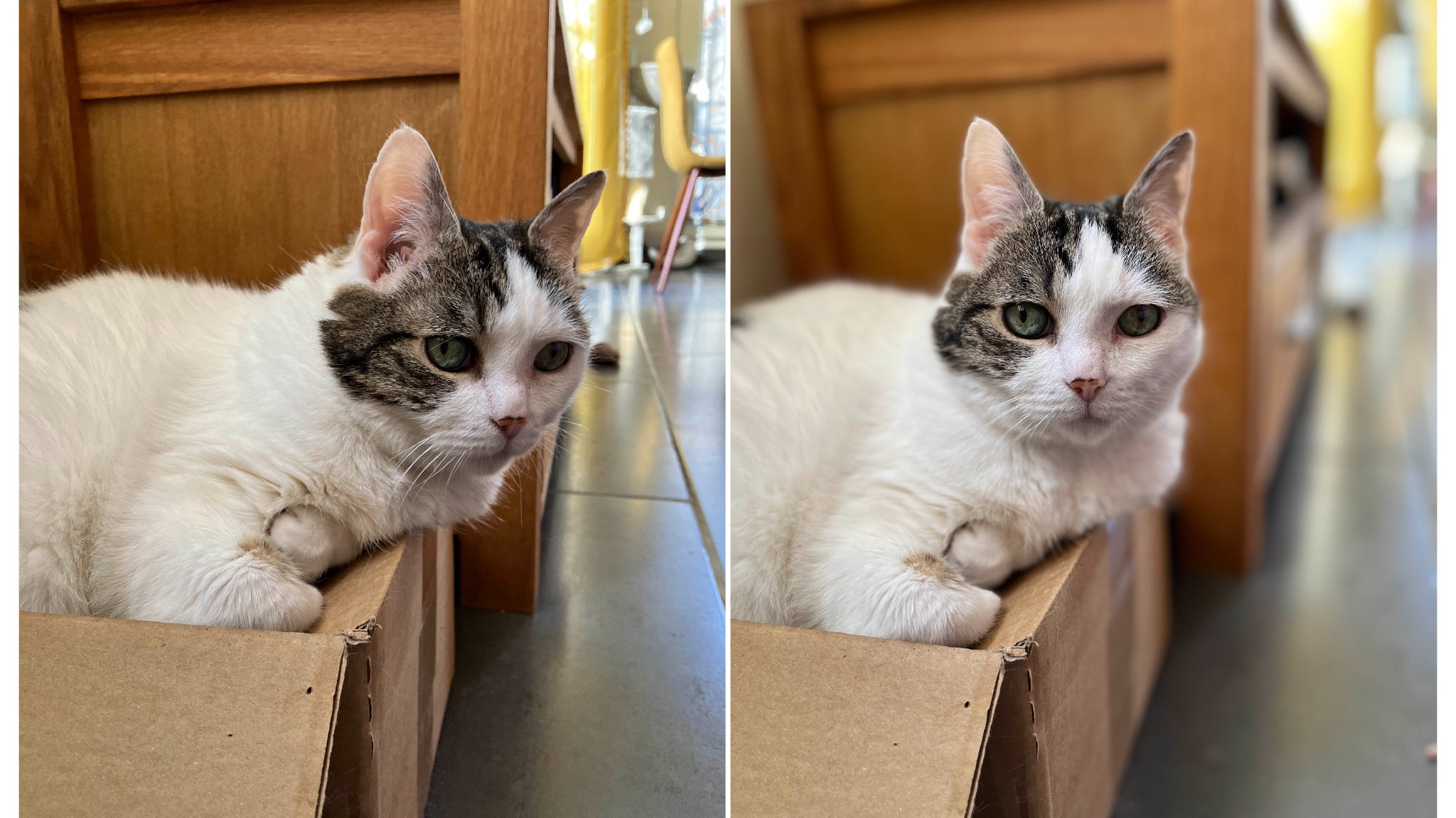 L’autre Mode qui manque à l’iPhone SE 3, c’est le Portrait. Ceux-ci sont tout de suite moins saisissants que sur l’iPhone 13, où les sujets sont mis en avant par un effet de flou sur l’arrière-plan. C’est ce que l’on appelle l’effet bokeh (à droite). L’autre Mode qui manque à l’iPhone SE 3, c’est le Portrait. Ceux-ci sont tout de suite moins saisissants que sur l’iPhone 13, où les sujets sont mis en avant par un effet de flou sur l’arrière-plan. C’est ce que l’on appelle l’effet bokeh (à droite).