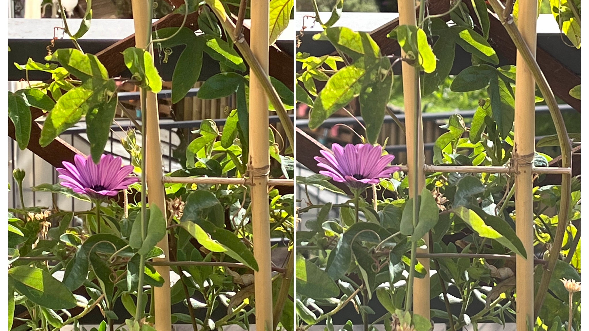 Encore une fois, nous avons pris ces photos à la même distance, cette fois avec un zoom numérique 5x. La qualité est quasiment égale, avec toutefois étonnement des contrastes plus marqués sur l’iPhone SE 3 (à gauche). Encore une fois, nous avons pris ces photos à la même distance, cette fois avec un zoom numérique 5x. La qualité est quasiment égale, avec toutefois étonnement des contrastes plus marqués sur l’iPhone SE 3 (à gauche).