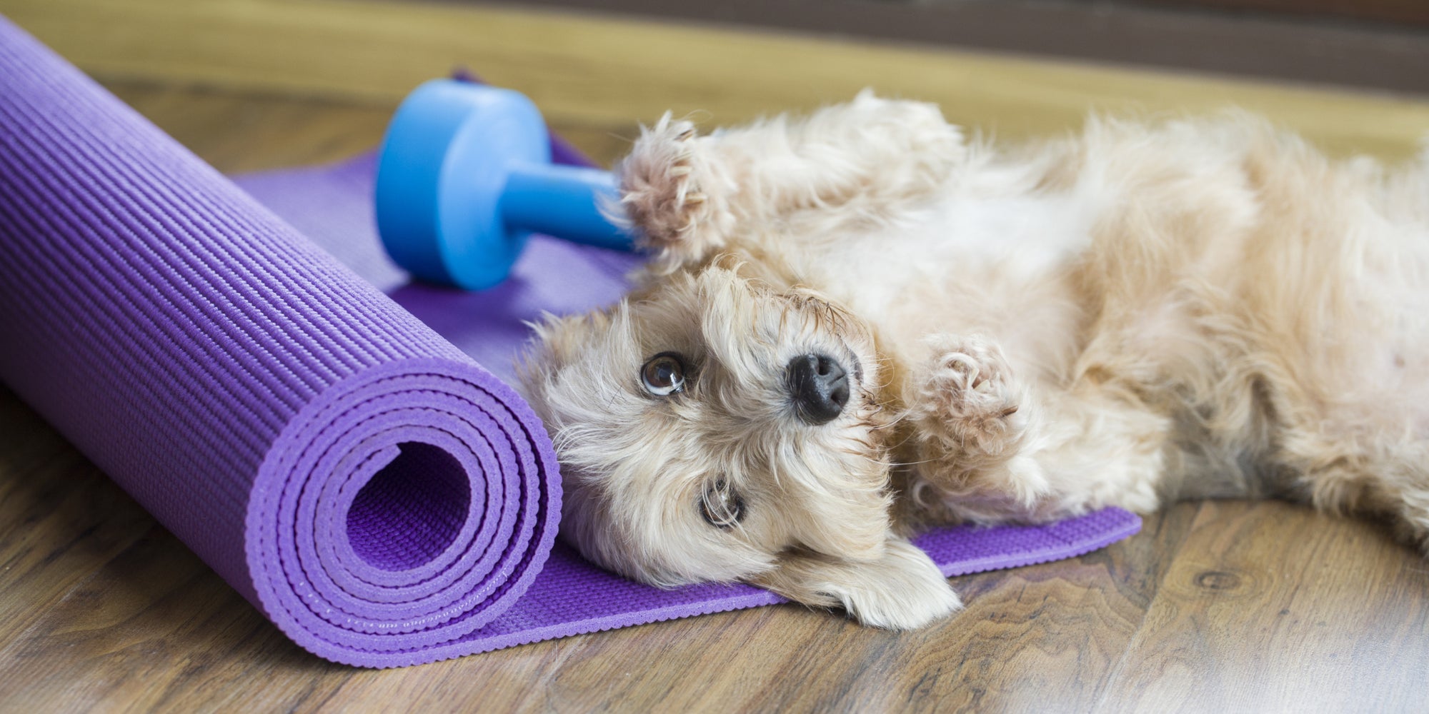 Invitez votre chien sur votre tapis de yoga.