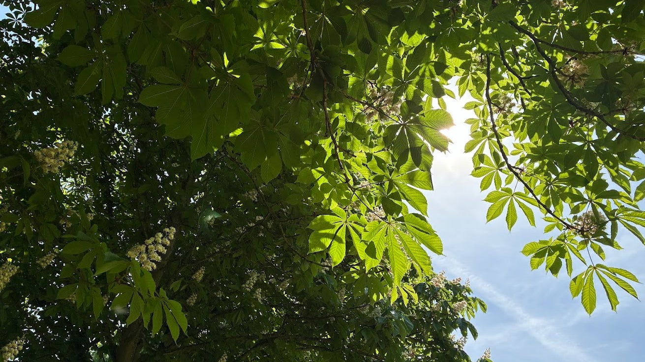 Le rendu est très bon, même face au soleil éblouissant.