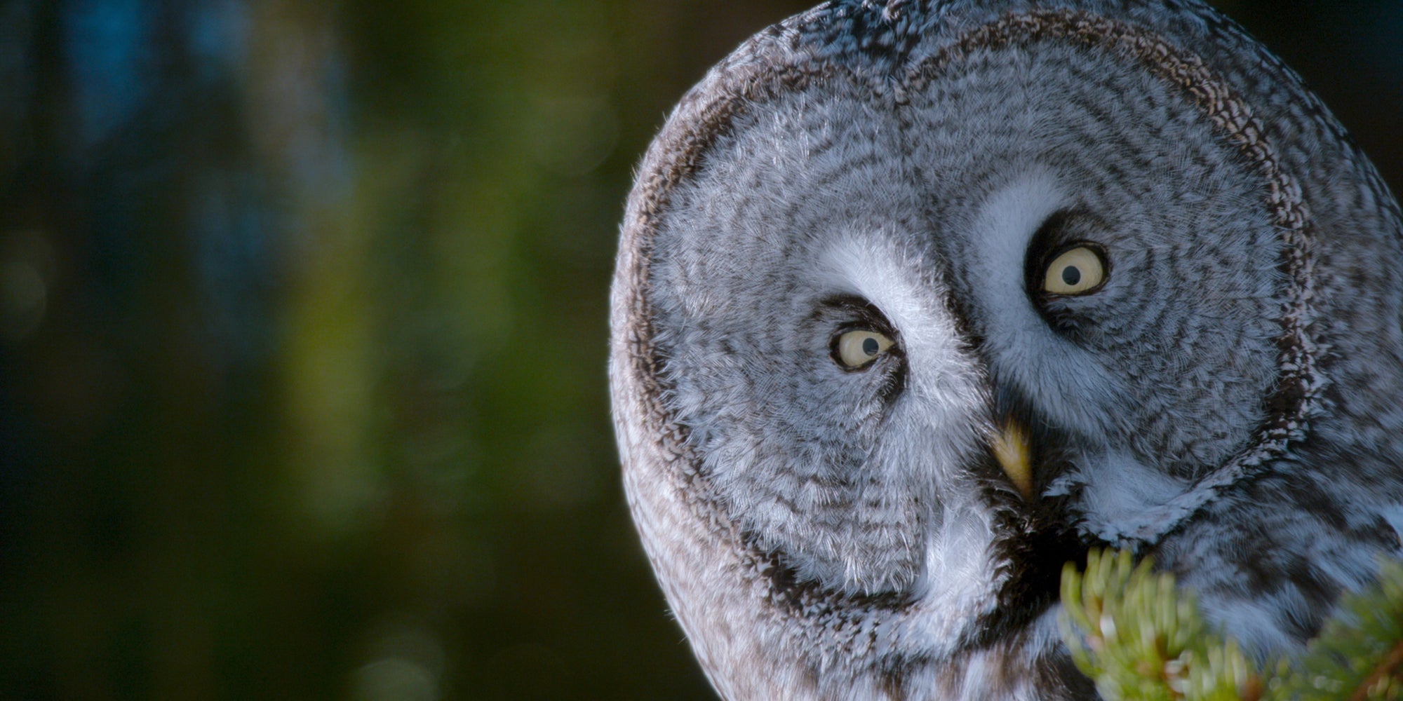 Dans "La Vie sur notre planète", on découvre des espèces d'animaux qui ont disparu il y a des milliards d'années.