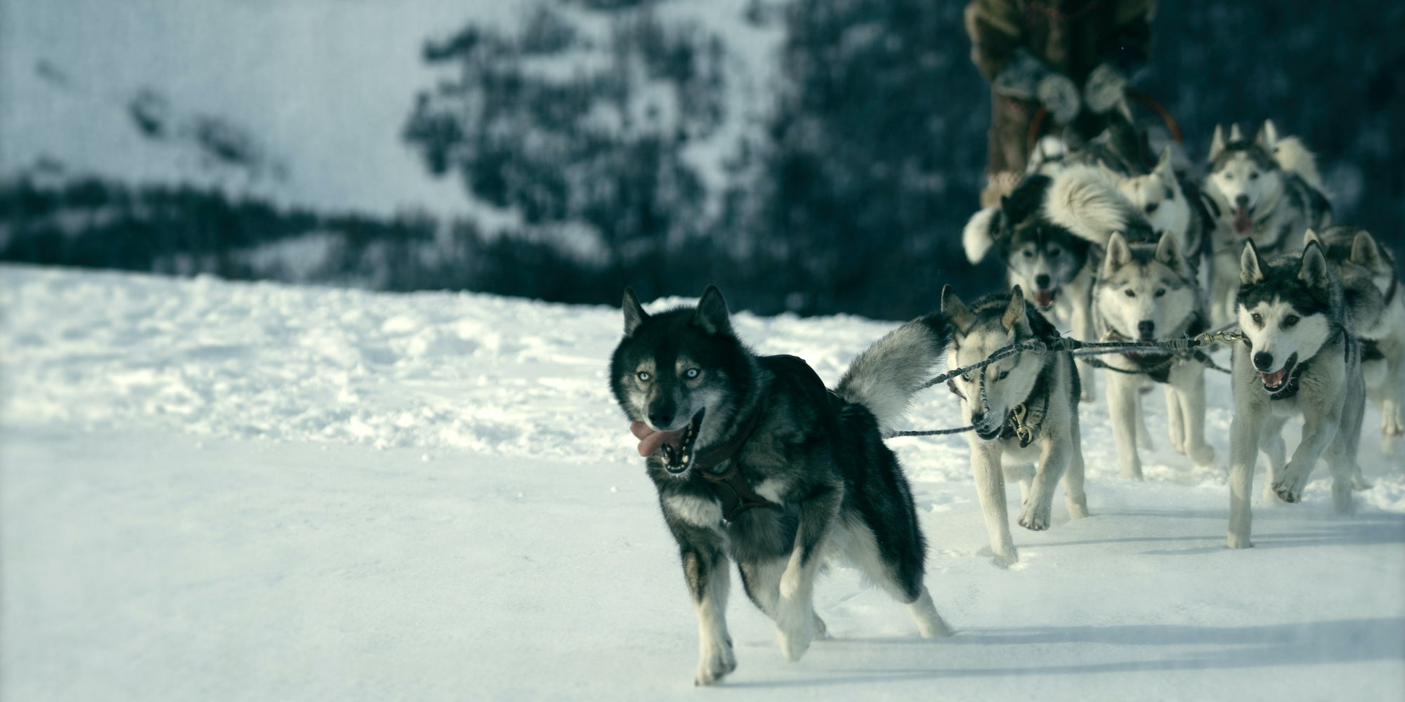 À l'occasion de la journée mondiale du chien, (re)découvrez des films comme Togo, Chien Perdu ou encore Comme des bêtes.