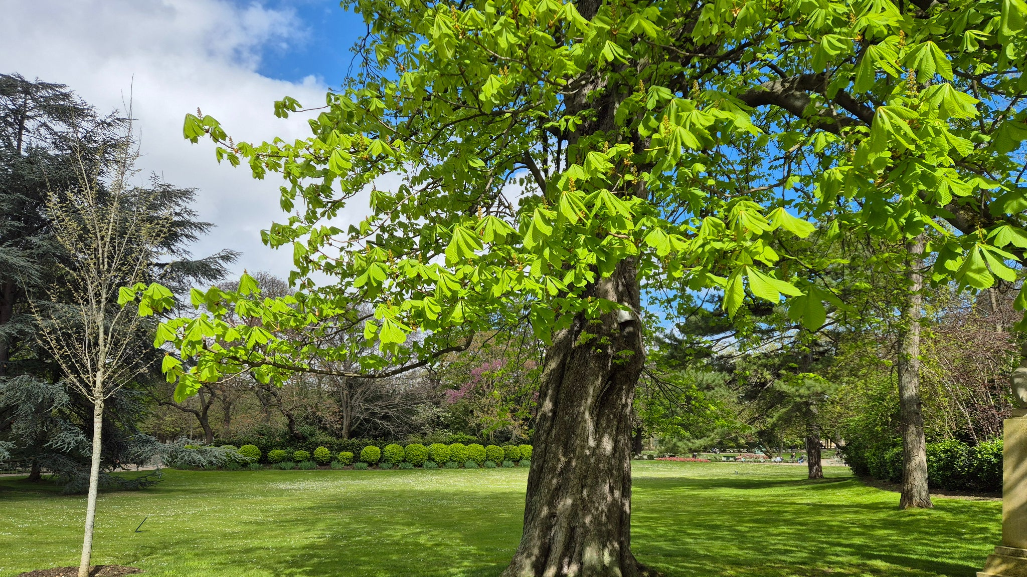 Après la pluie, le beau temps ! Le fleuron de Samsung capture à merveille cet arbre sous le soleil parisien, avec de belles couleurs vives et naturelles. Après la pluie, le beau temps ! Le fleuron de Samsung capture à merveille cet arbre sous le soleil parisien, avec de belles couleurs vives et naturelles.