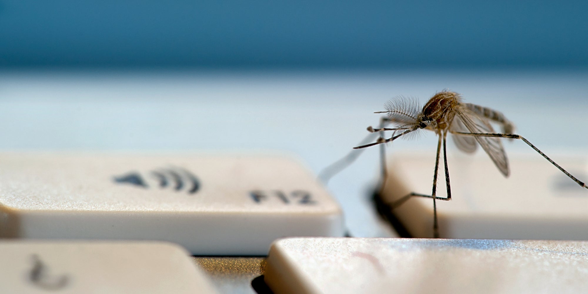 Les moustiques pourraient bien passer un sale été si vous connaissez cette étude