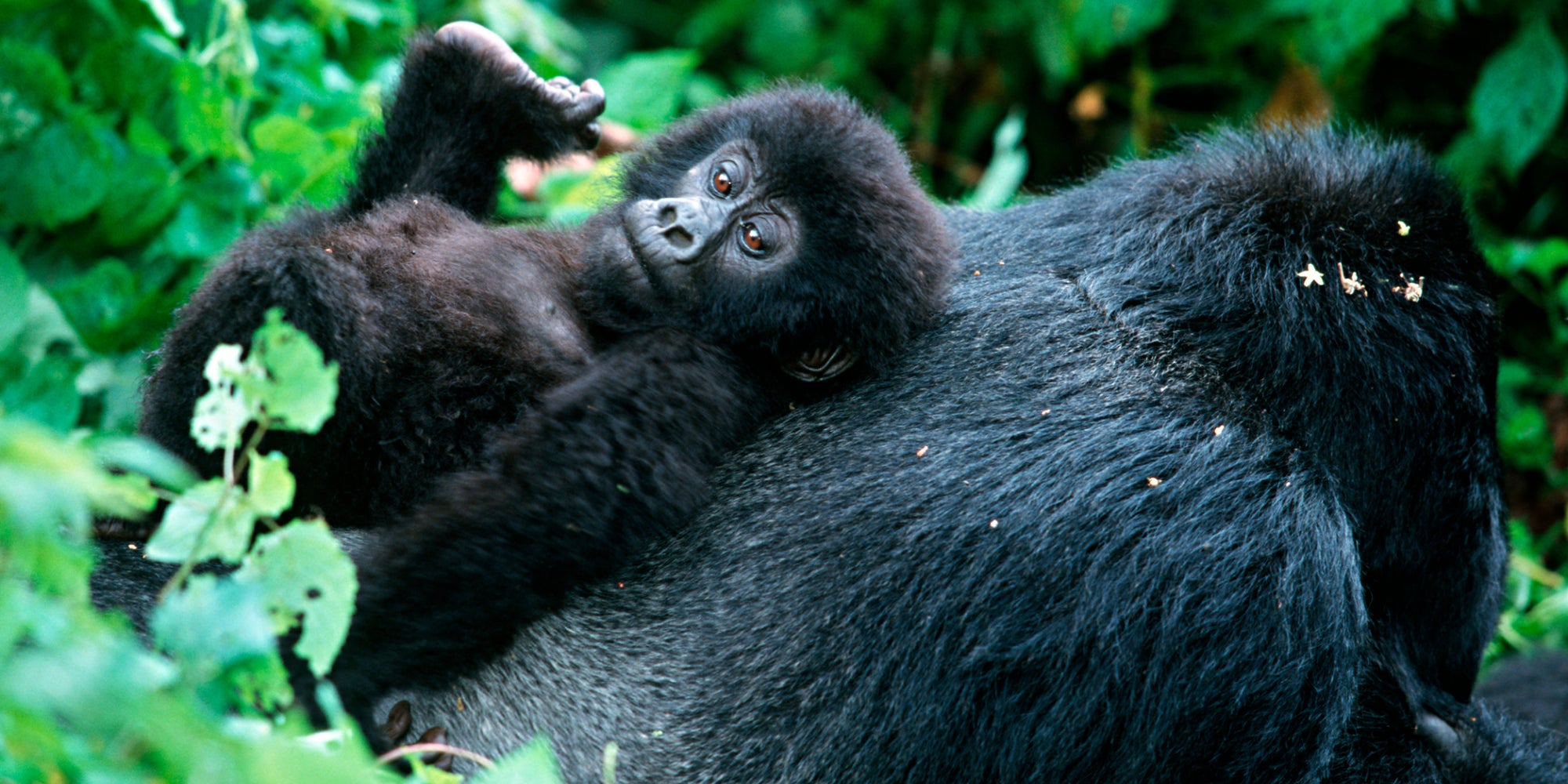 Les abonnés Netflix vont fondre devant les images de "Bébés animaux en direct"