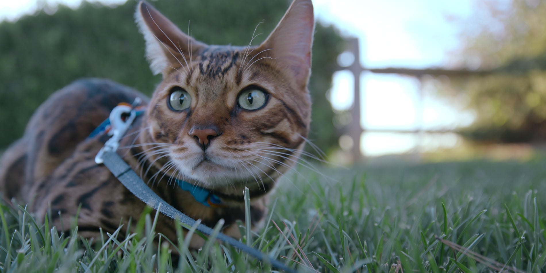 À l'occasion de la journée internationale du chat, voici notre sélection de programmes où les félins sont à l'honneur. 