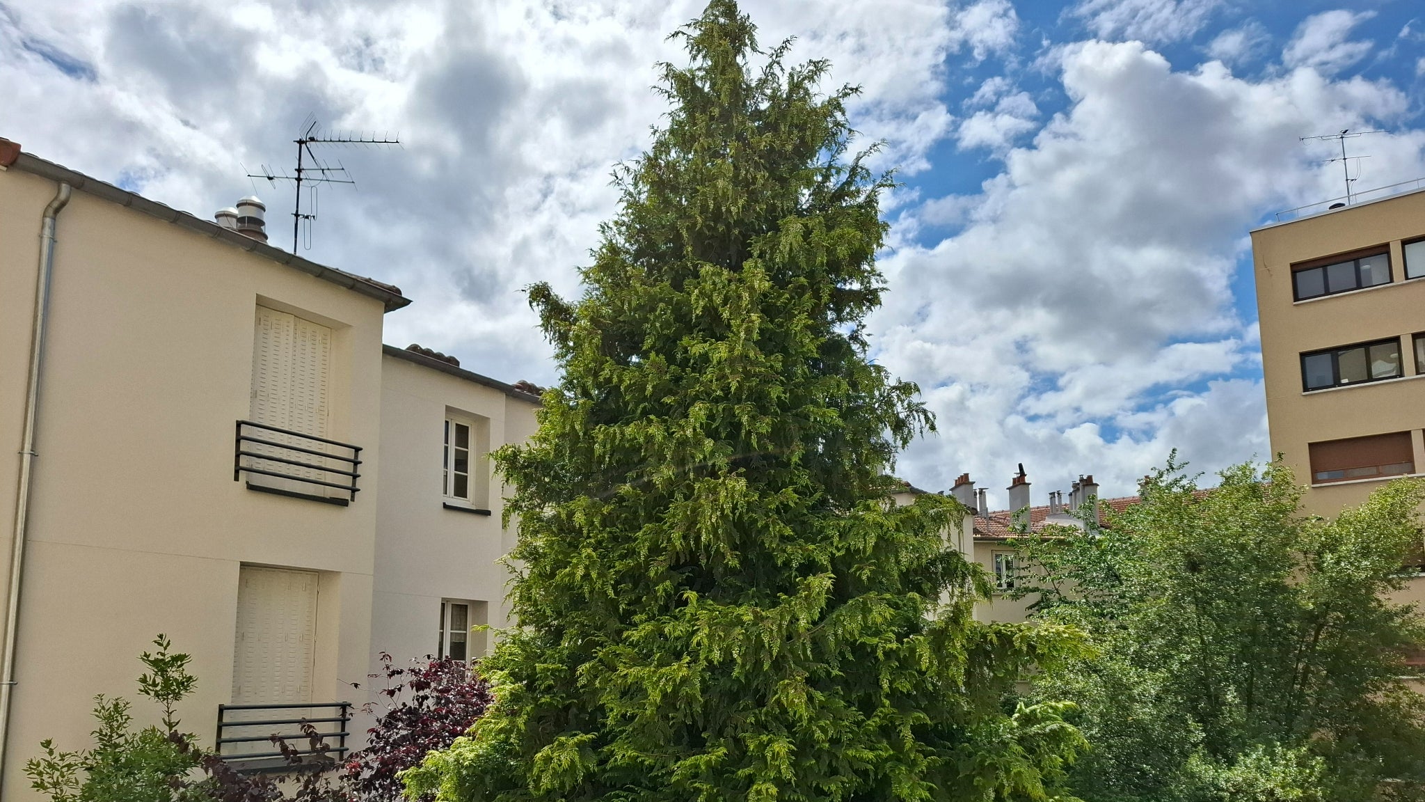 La photographie d'un arbre, capturé par l'objectif principal du Galaxy A55 5G en x1.