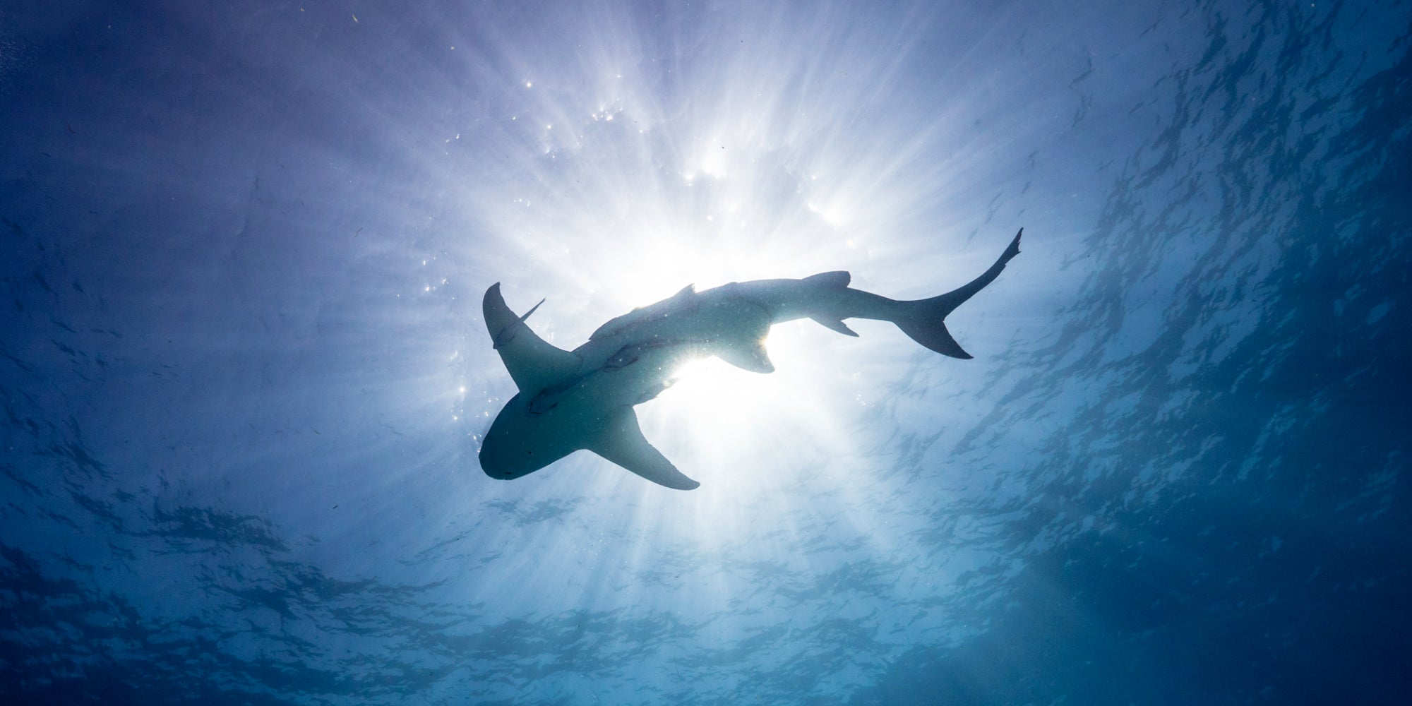Découvrez la saison 2 de la série-documentaire "Notre planète ", bientôt sur Netflix. 