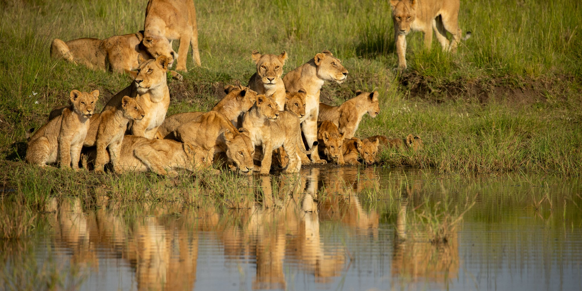 Lion conte, comme le Roi Lion, l'ascension d'un jeune félin au rang de leader