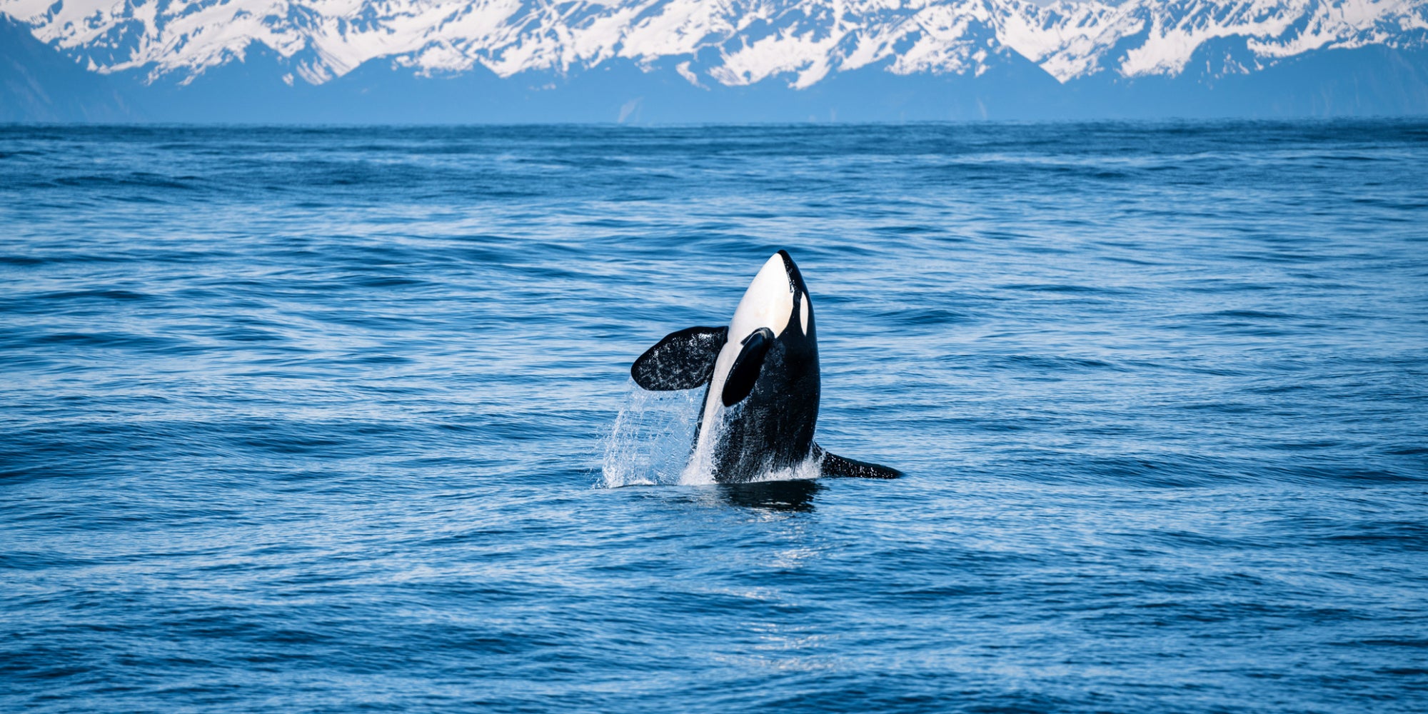 Retrouvez "Objectif Wild : Face à face avec les orques" sur Ushuaïa TV, un documentaire exclusif pour les 20 ans de la chaîne.