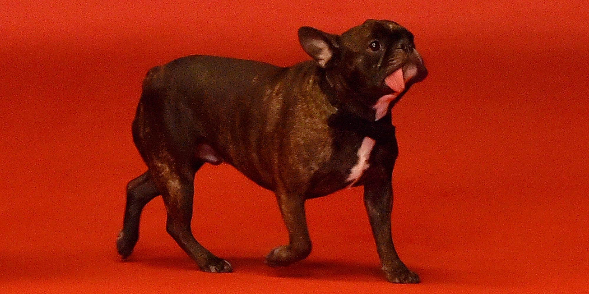 Gary, le chien de Carrie Fisher, fait sa montée des marches