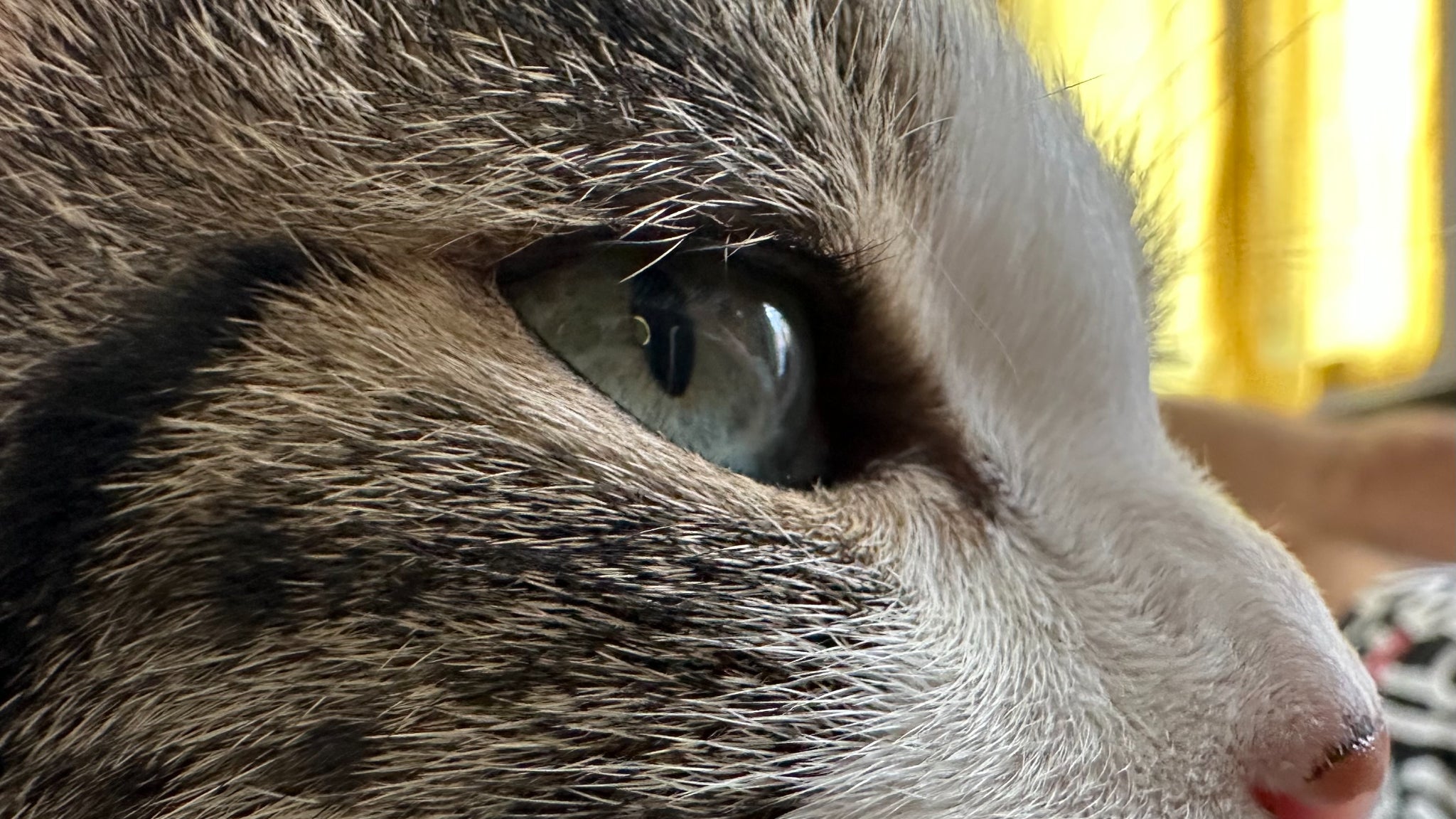 Les détails dans le pelage du chat sont incroyables en mode macro (et en regardant bien, on aperçoit le reflet de l'iPhone 14 Pro dans son œil). 