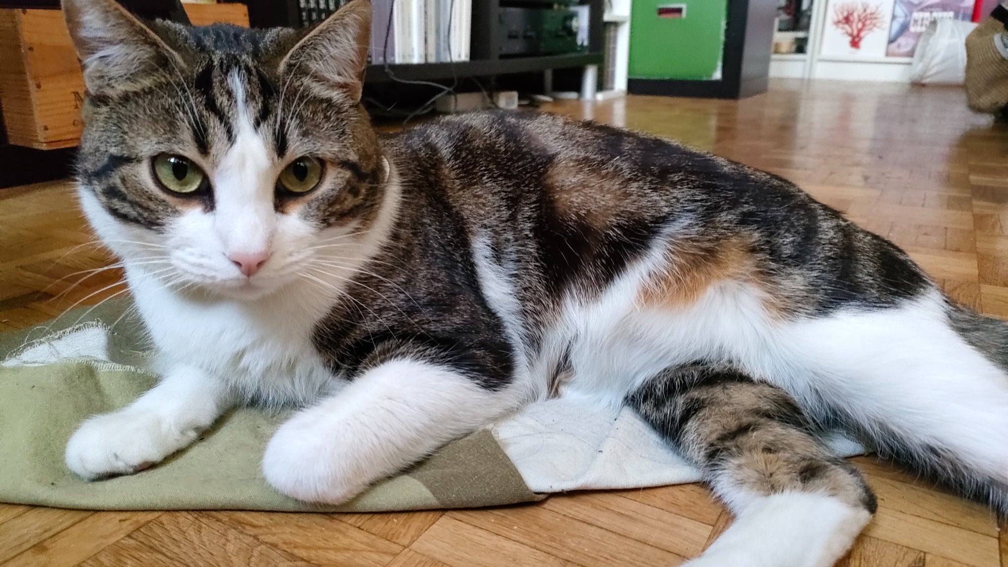 Quand ton chat aime prendre la pose