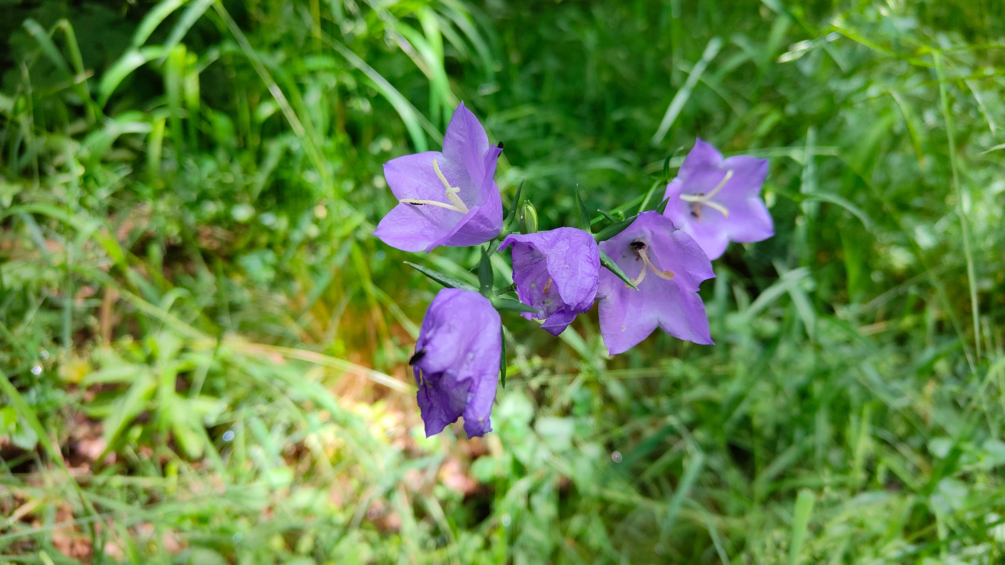 Pas le plus évident à appréhender, le mode macro permet aussi de réaliser de jolis clichés