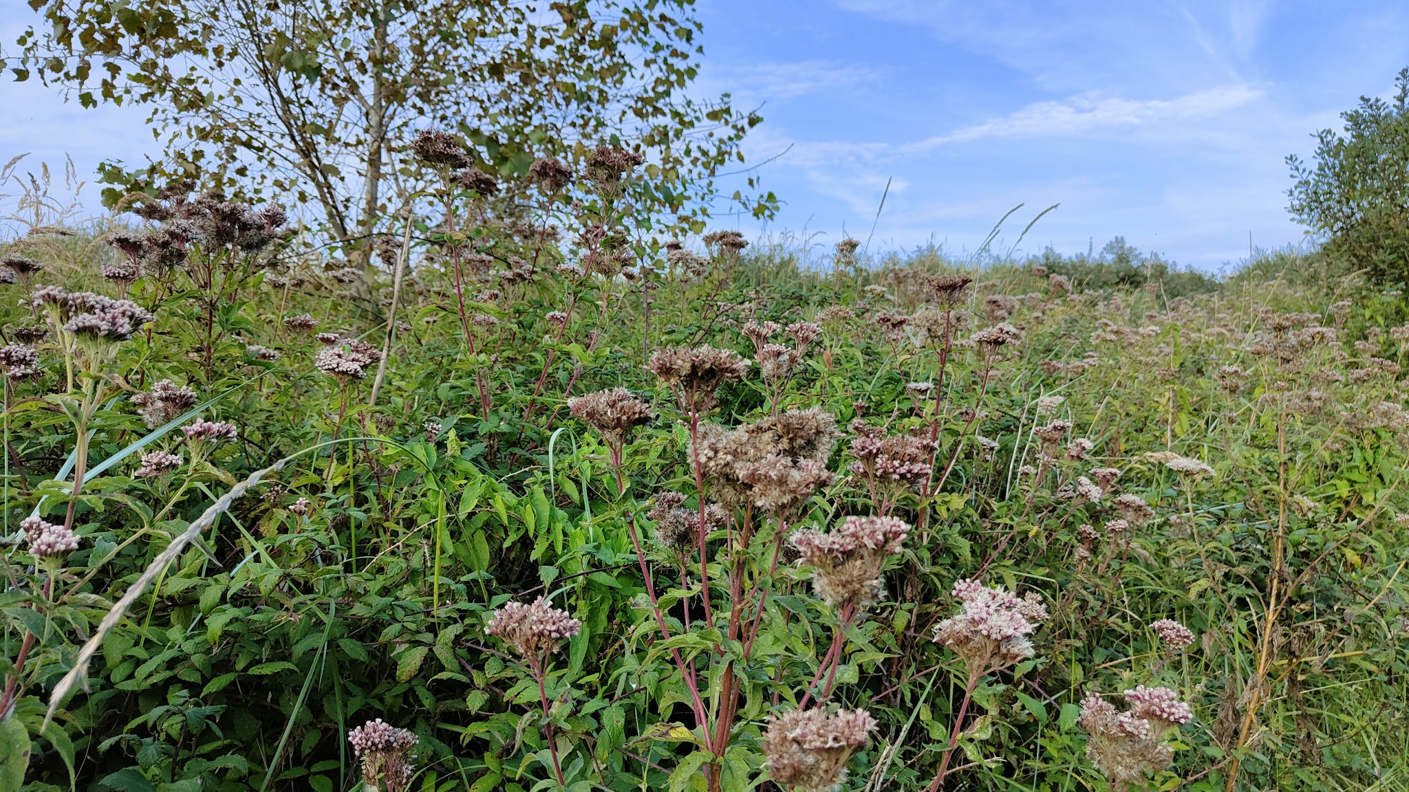 Photo prise avec le OPPO Reno6 Pro