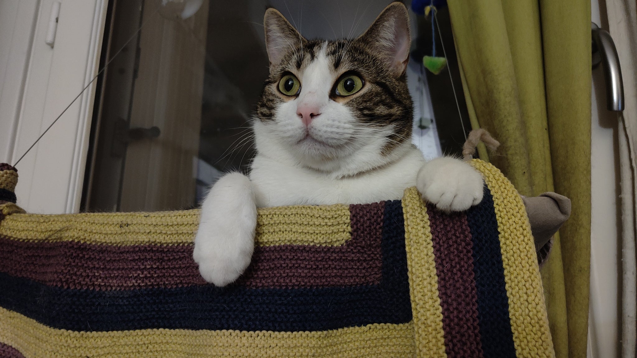 Sauron, le chat égérie de SFR Actus