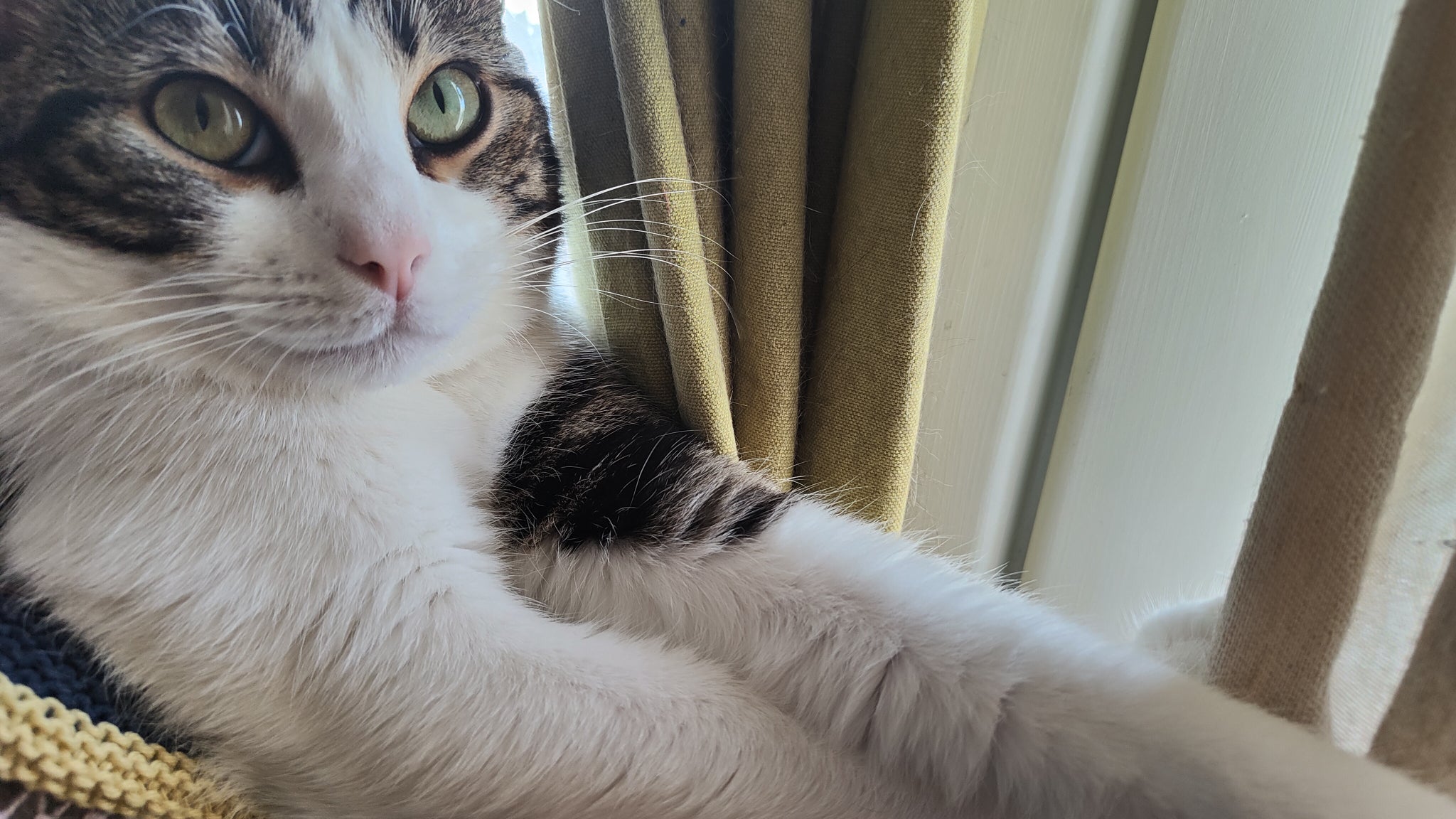 Quand ton chat se demande pourquoi tu le prends toujours en photo