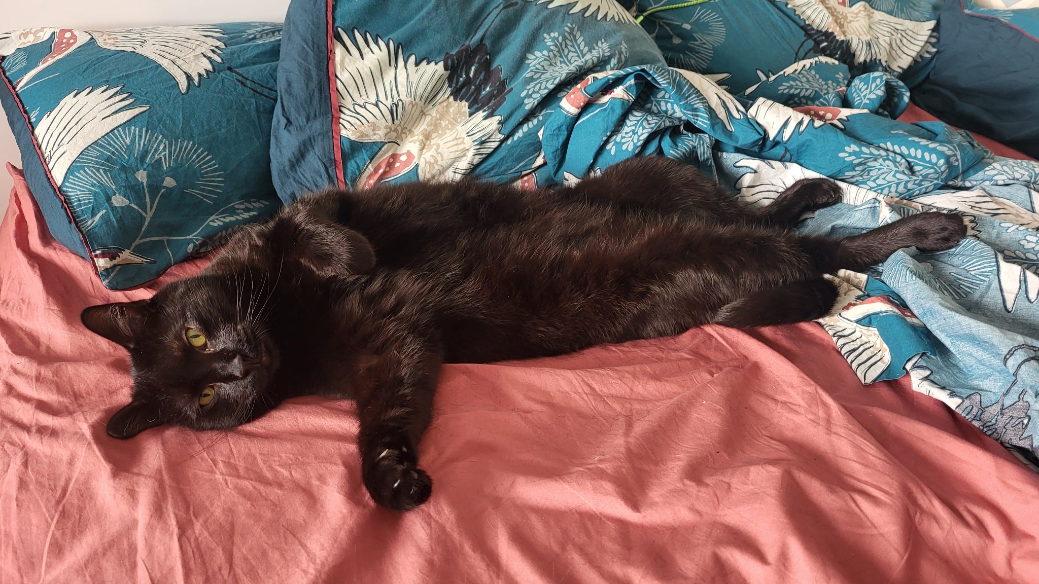 Le traitement des couleurs contrasté fait bien ressortir le pelage noir du petit chat.