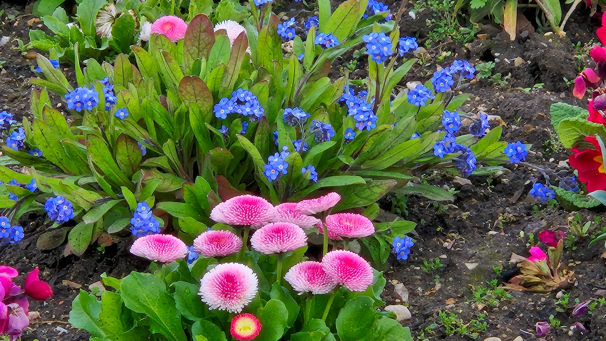 Malgré une légère averse et avec un ciel très gris, le Galaxy S24 capte parfaitement les couleurs de ces fleurs. Malgré une légère averse et avec un ciel très gris, le Galaxy S24 capte parfaitement les couleurs de ces fleurs.