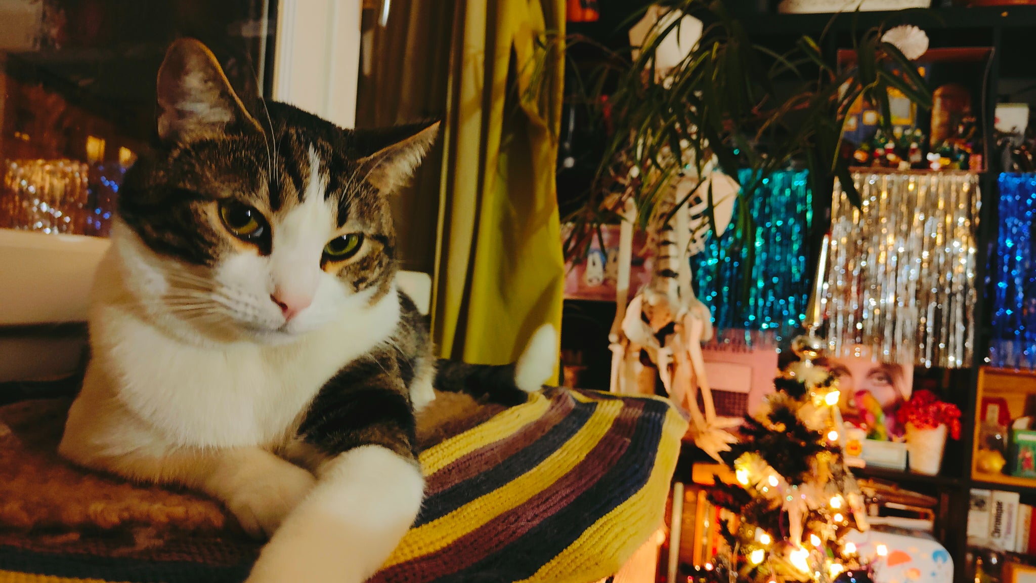 Le chat Sauron a visiblement adoré faire des selfies avec le OPPO Find X3 Pro