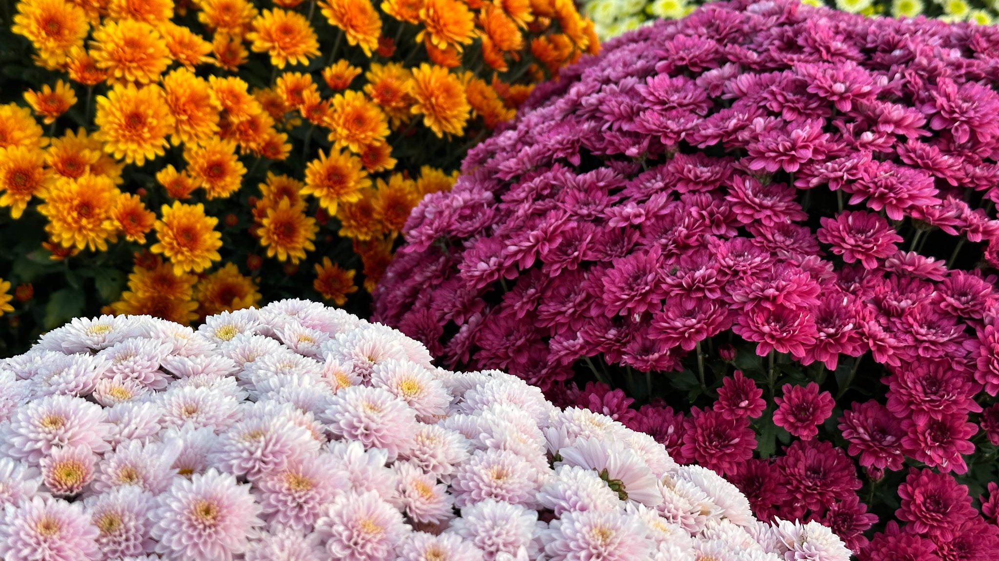 Pas besoin de filtres pour faire ressortir les couleurs, parfaitement vives et riches en nuances.