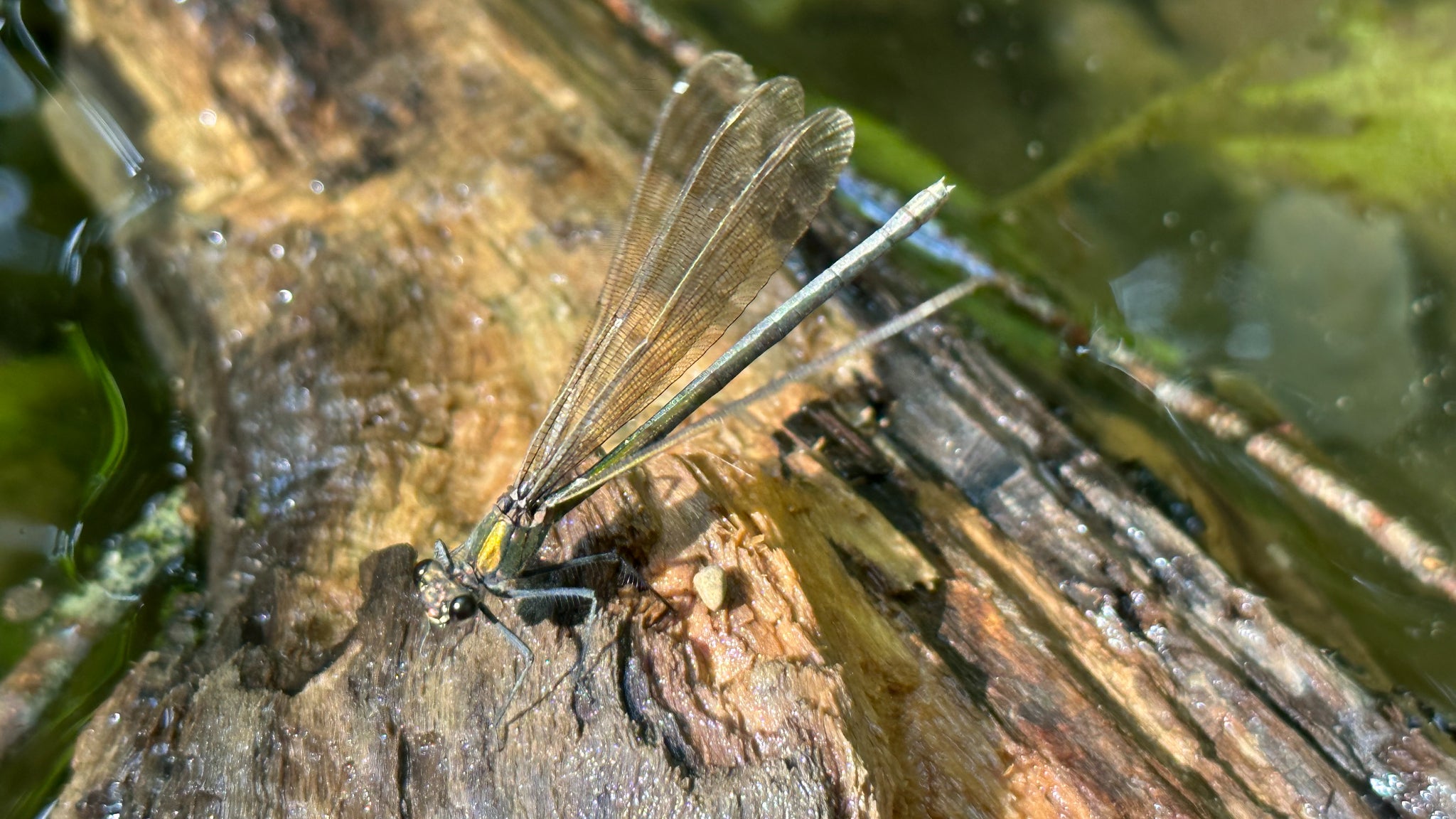 Regardez-moi ces détails ! Et encore, on n'est même pas en mode macro, il s'agit d'une simple photo prise avec la caméra principale...