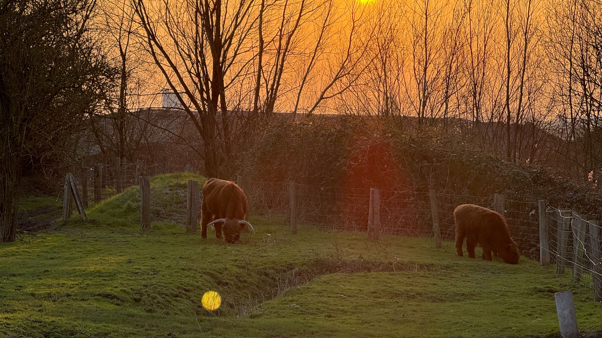 On n'était pas loin de la photo parfaite, avec ces vaches Highland qui broutent tranquillement au coucher de soleil... Malheureusement, le problème de "lens flare" (reflet parasite) est toujours présent sur l'iPhone 15 Pro Max.