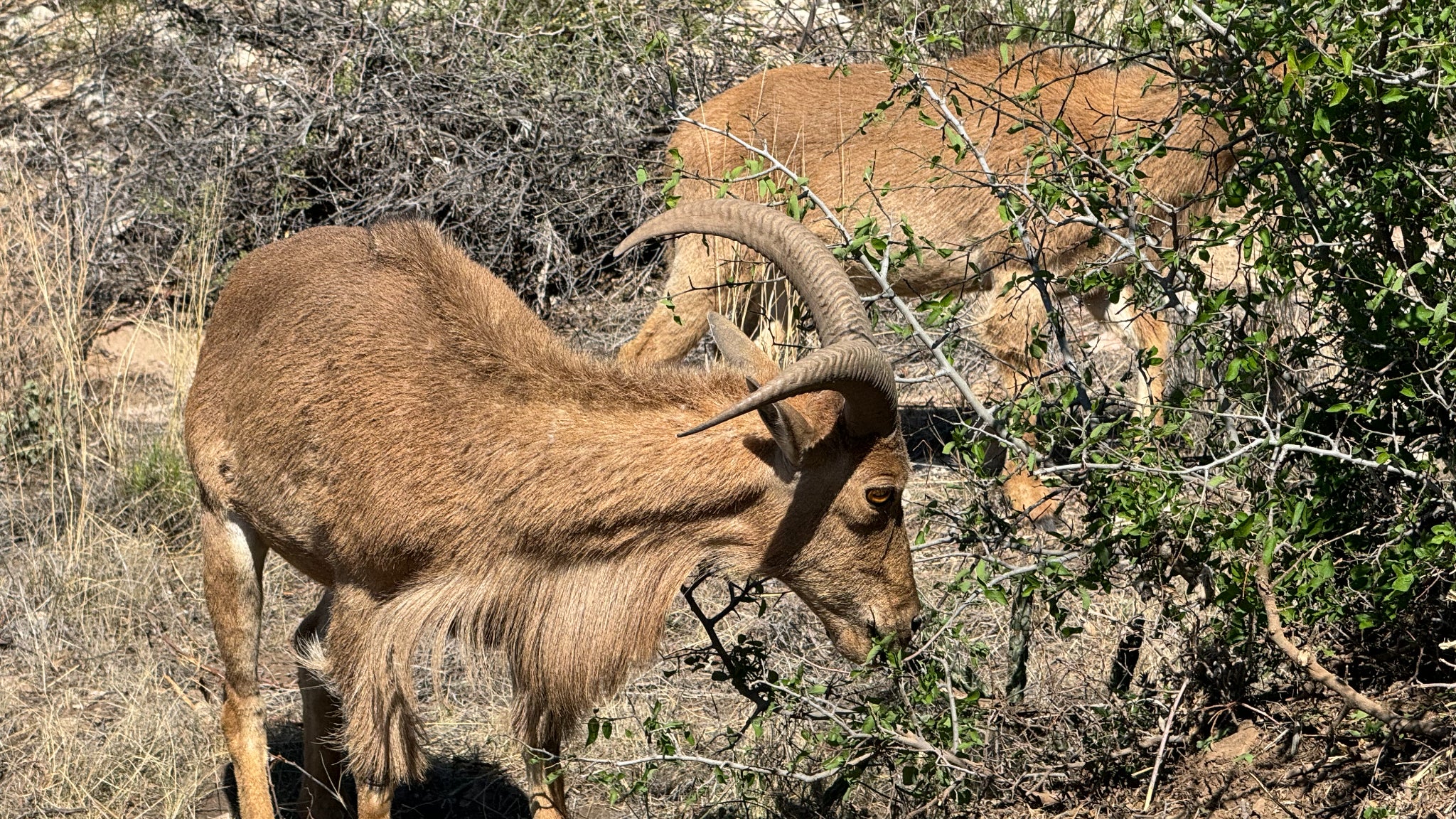 On pourrait croire que ce cliché a été pris avec le capteur principal en 24 Mpx, or il s'agit bien d'une photo prise avec le téléobjectif de 12 Mpx, en zoom optique x5.