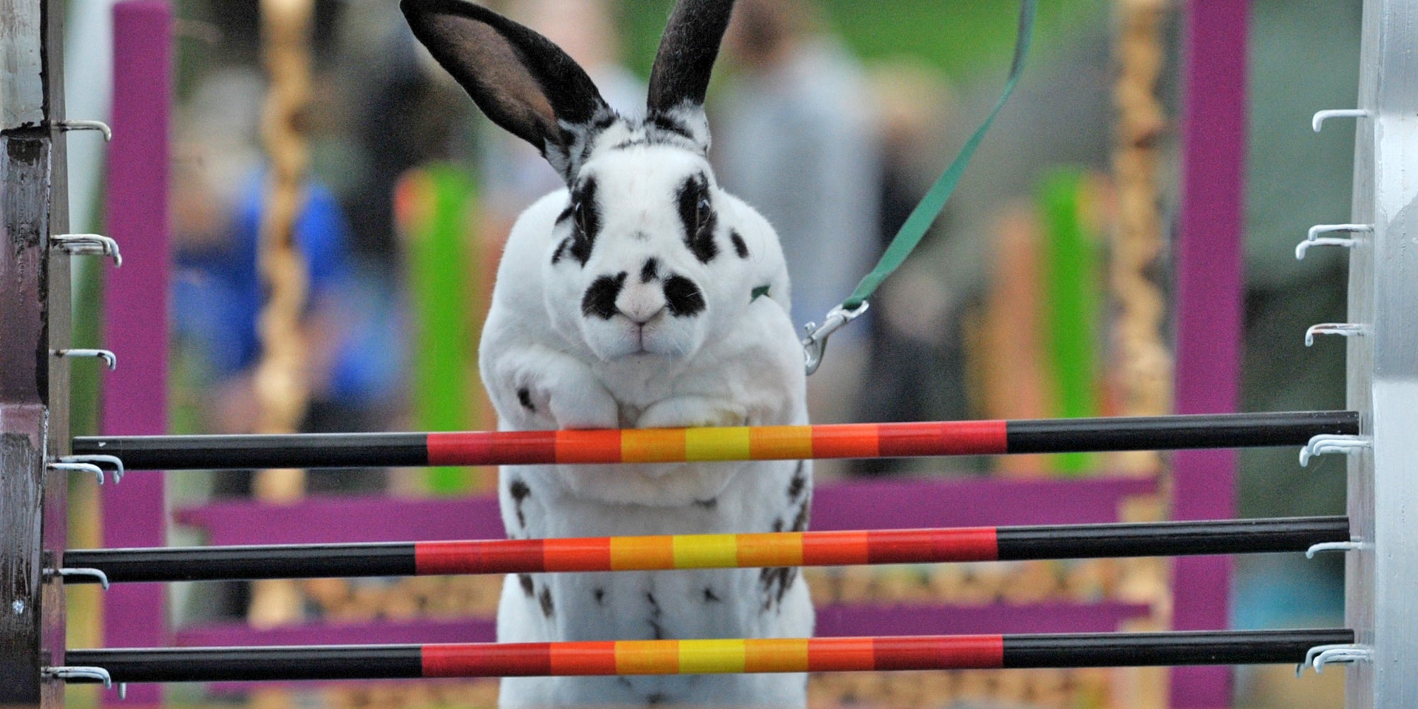 Le Kaninhop : un sport qui fait sauter les lapins !
