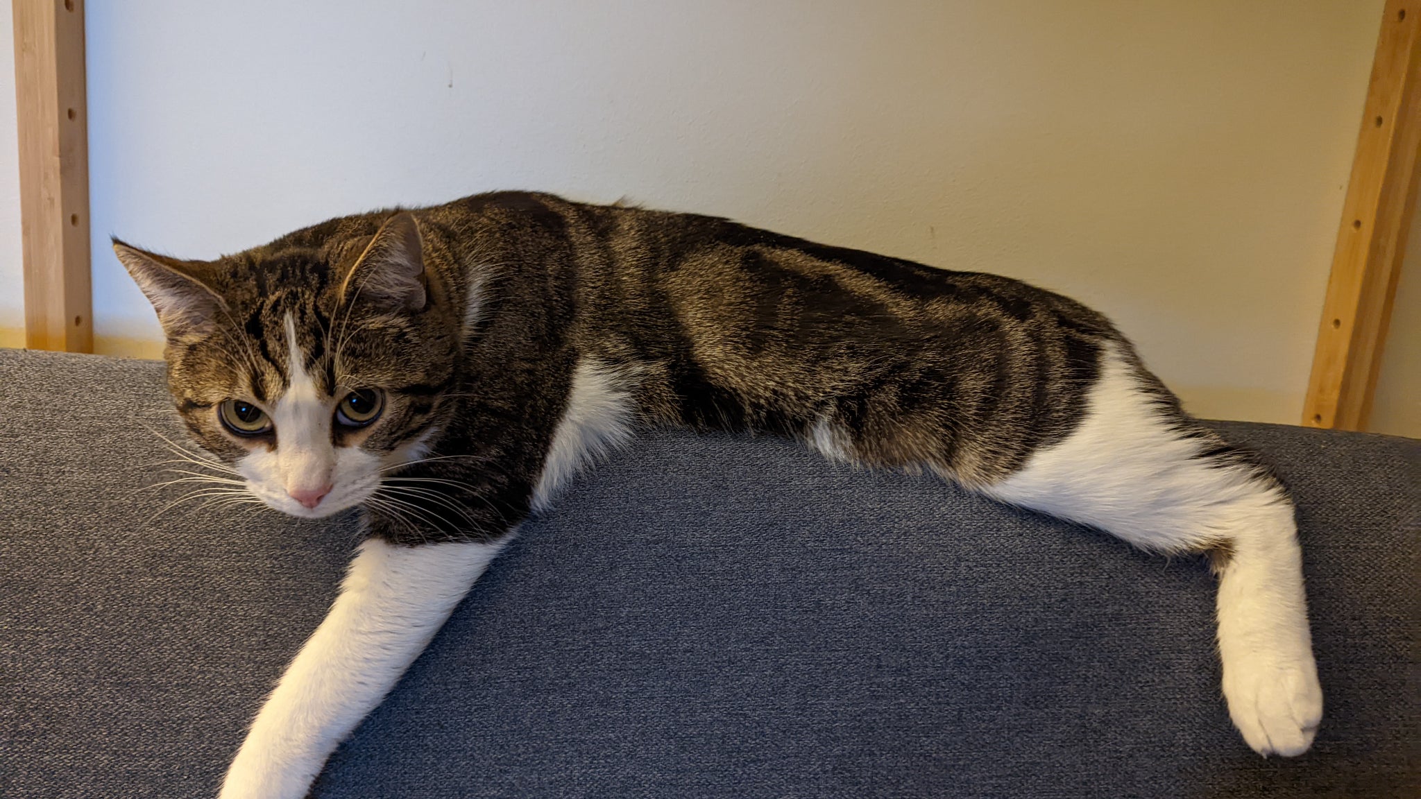 Mais que finalement, ça le fatigue assez vite