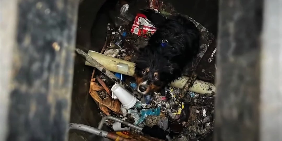 Un chien emporté par les inondations en Californie a été sauvé de la noyade grâce à l'AirTag d'Apple.