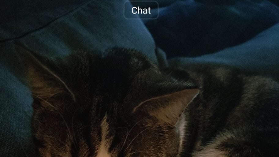Le chat Sauron, reconnu par le mode photo de l'OPPO Reno4 Pro