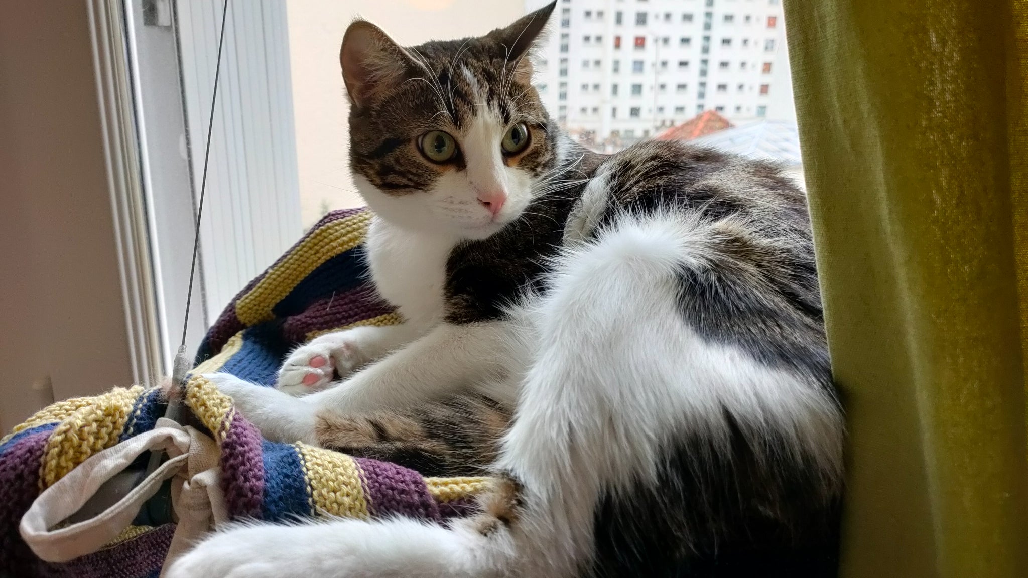 Le chat Sauron prend la pose pour le test de l'OPPO Reno4 Pro 5G