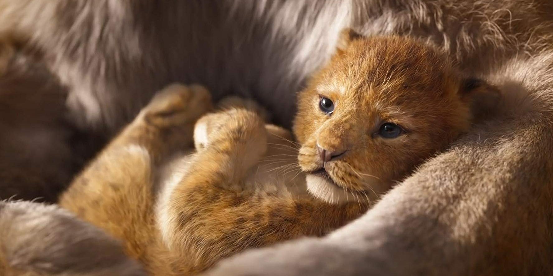 Ouh qu'il est mignon le petit Simba en live-action !