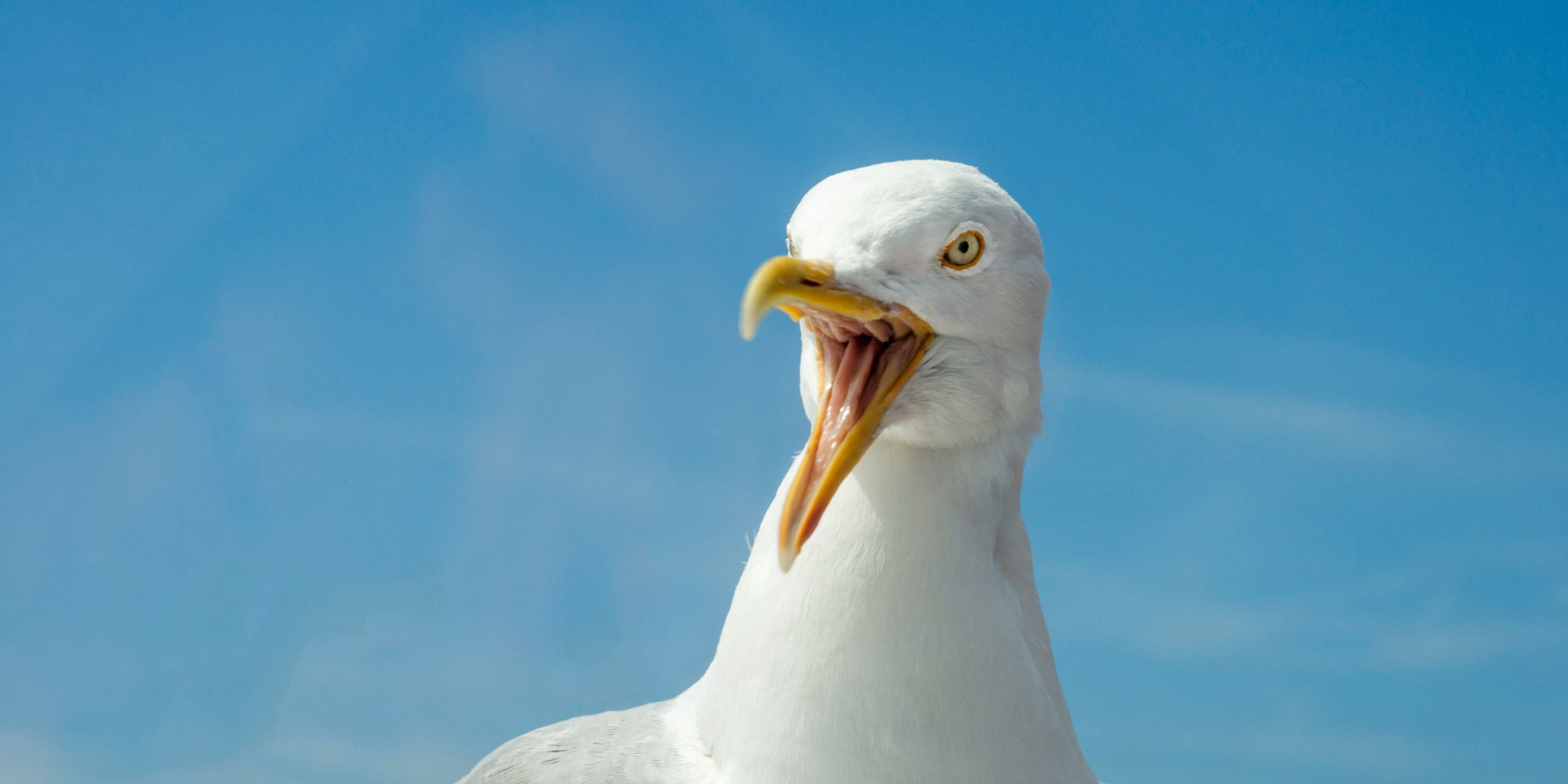 À cause de mouettes ayant choisi des antennes-relais pour y faire leurs nids, les habitants d’un village anglais sont privés de 4G depuis plusieurs semaines.