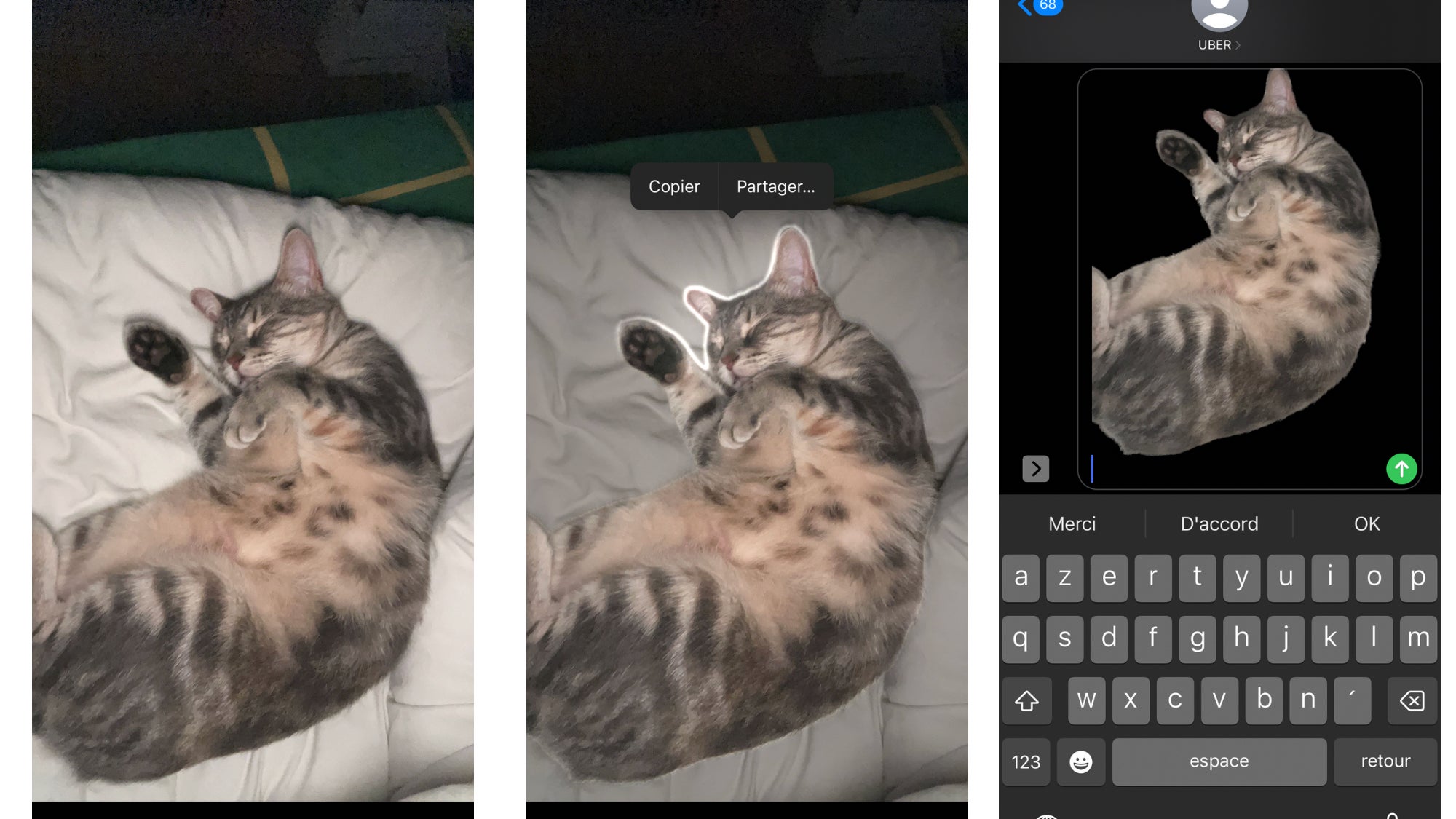 Voici comme détourer votre chat afin de l'envoyer par message sans arrière-plan à vos proches 