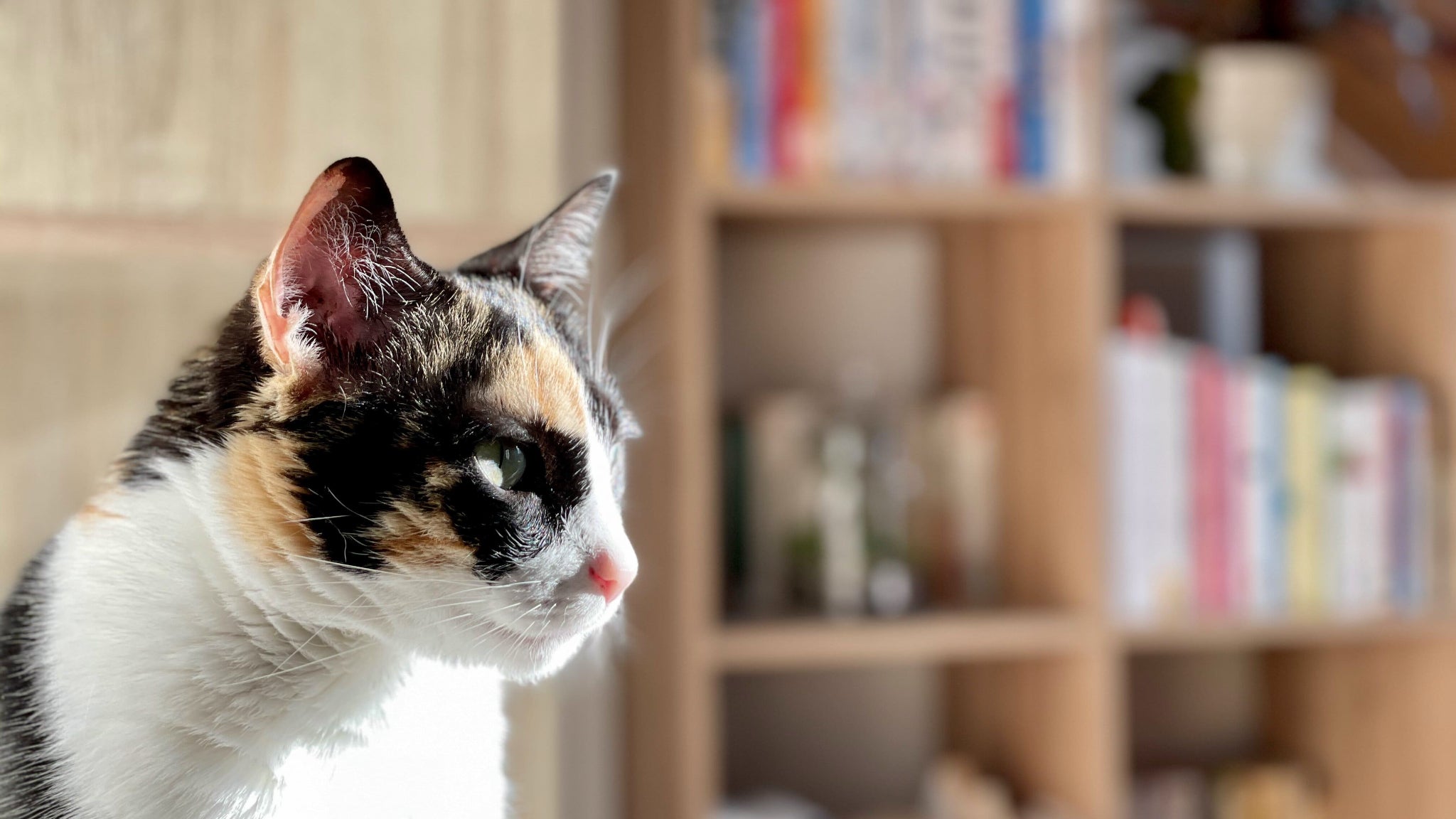 En mode Portrait, un effet Bokeh automatique.