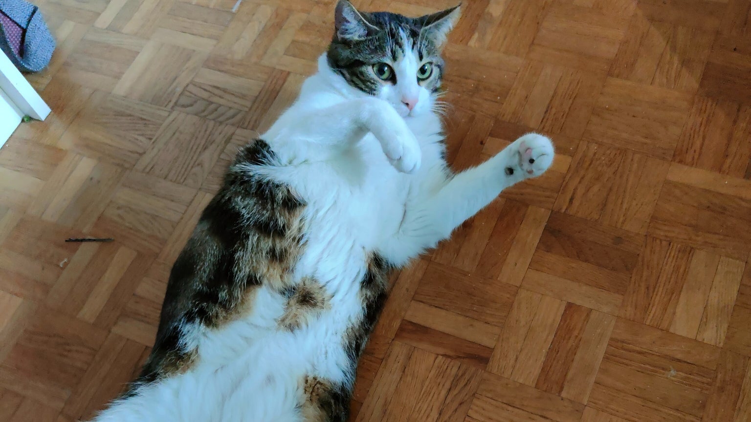 Les possesseurs de chat pourront mettre en valeur leur animal (ou pas)