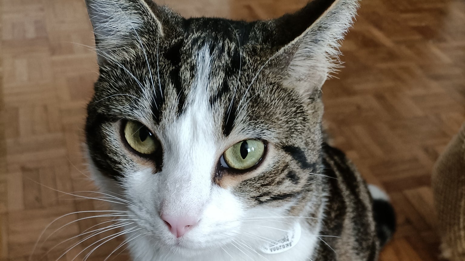 L'OPPO Reno4 Z reconnaît les sujets dans le cadre, comme les chats